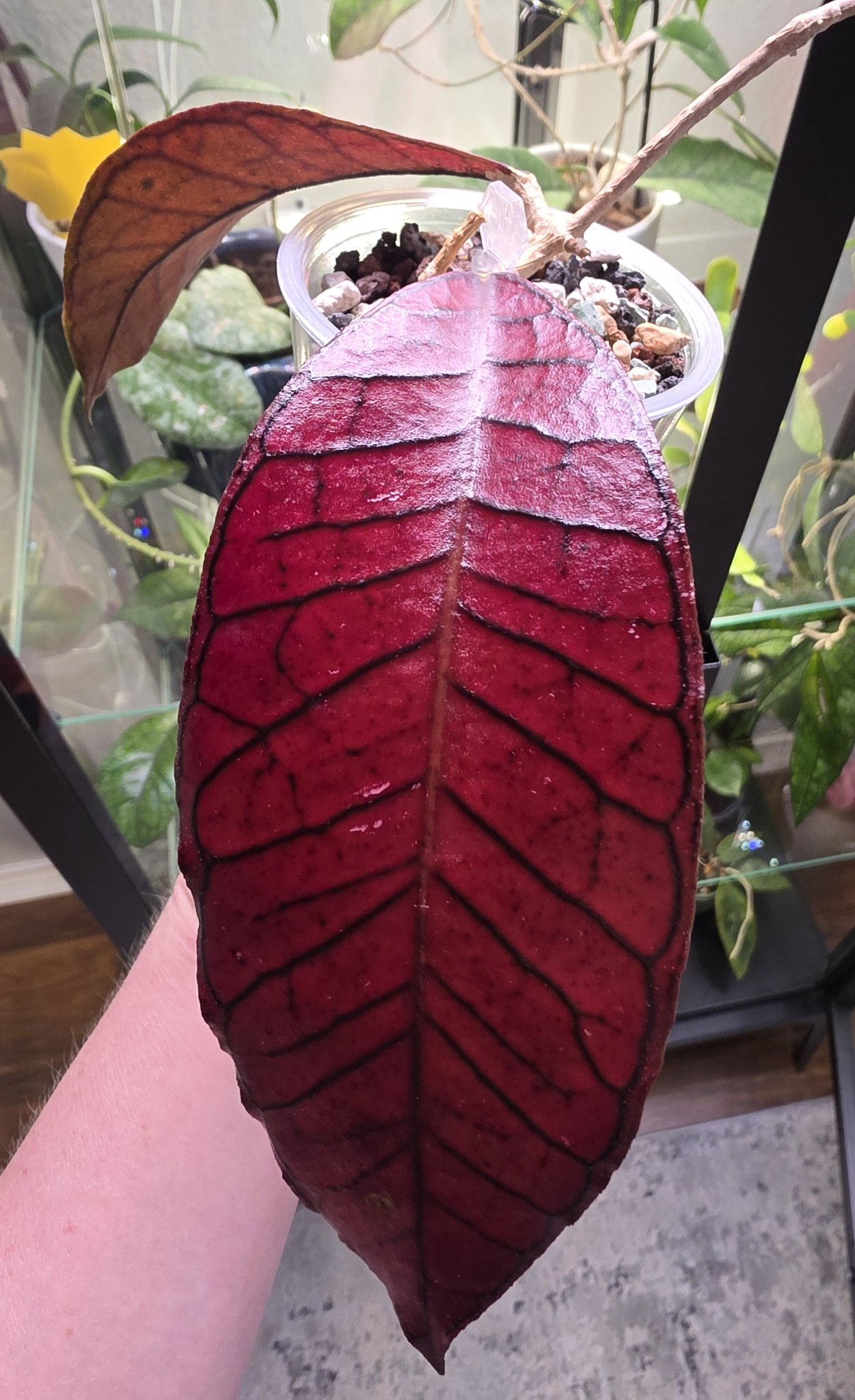 Hoya Imbricata red bigリーフ Hoya Imbricata red bigリーフ Hoya Imbricata red bigリーフ Hoya
