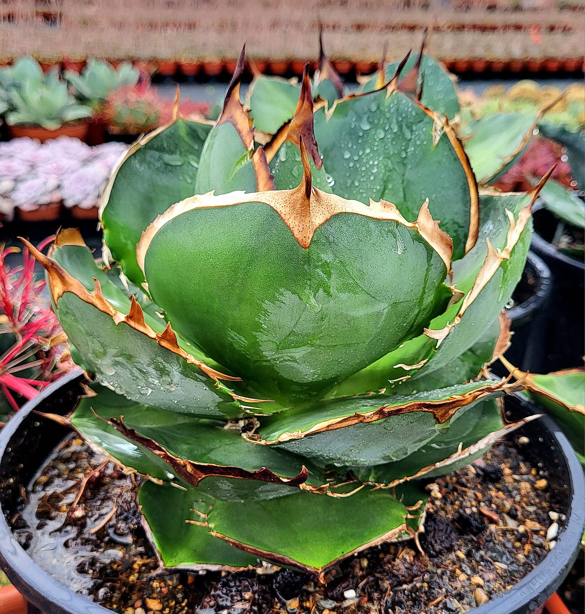 Agave 'Juggernaut' variegated