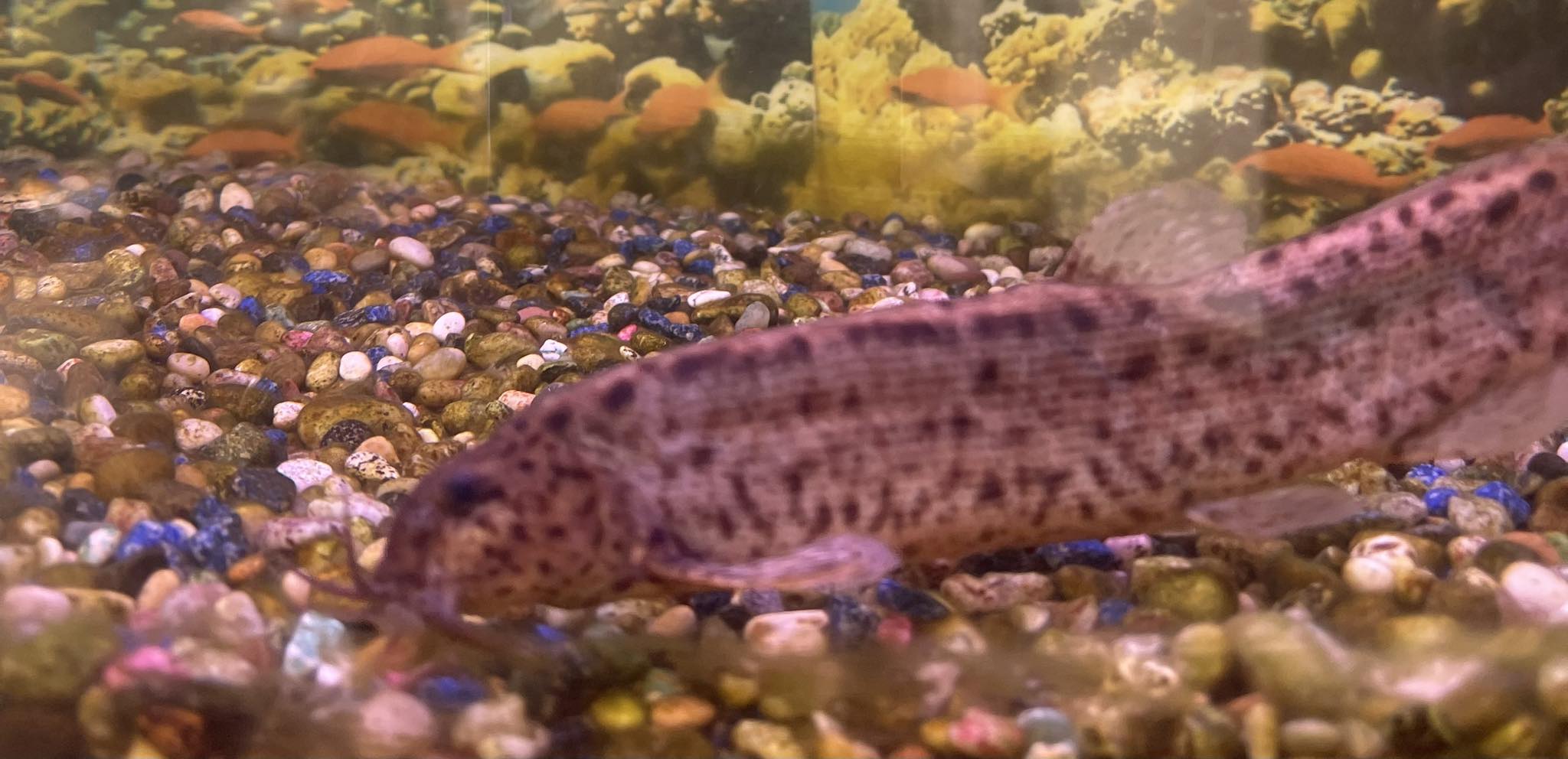 Fish Keeping and Rehoming Norfolk/Suffolk | I am looking for someone ...