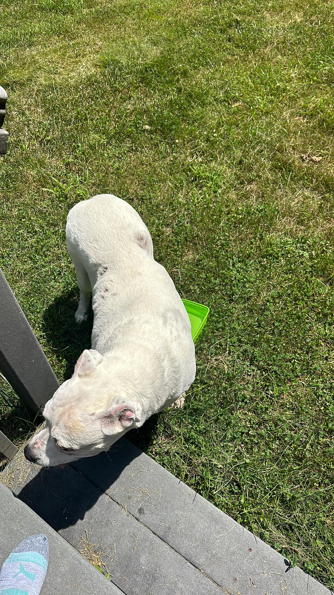 Is this lost dog on Mountain Rd in Cheshire CT yours?