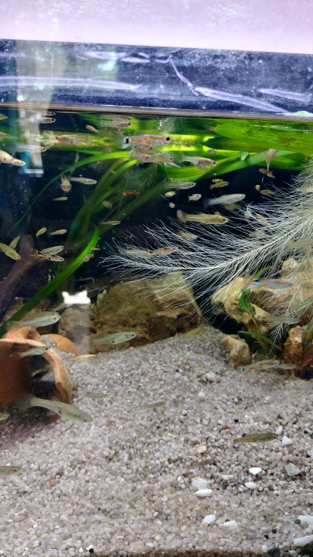 Mercatino Acquari, Pesci e Piante – Italia | Scambio guppy endler con ...