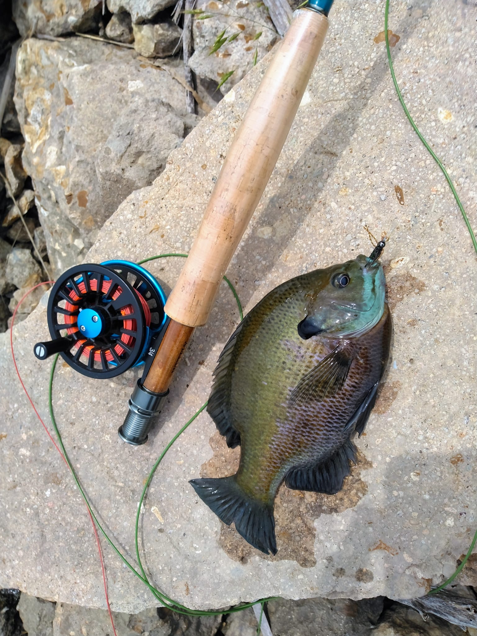 crrappie fishing fly rod Okuma TEC Custom Crappie Spinning Catch The Fever Precision Jig Rear Seat with Fighting Butt rod shares similarities with the rear reel seat design but includes a fighting butt past the reel seat Catch The Fever Precision Jig