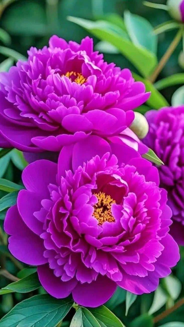Beautiful flowers #flowers 💐🌼🌺