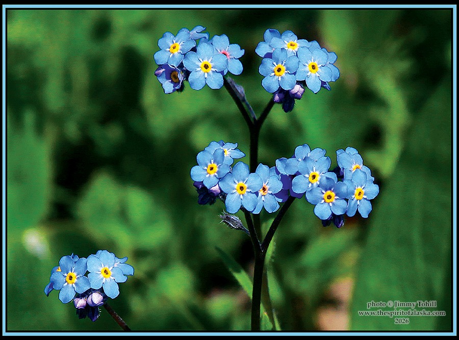 Alaska's state flower, the Alpine Forget-me-not
