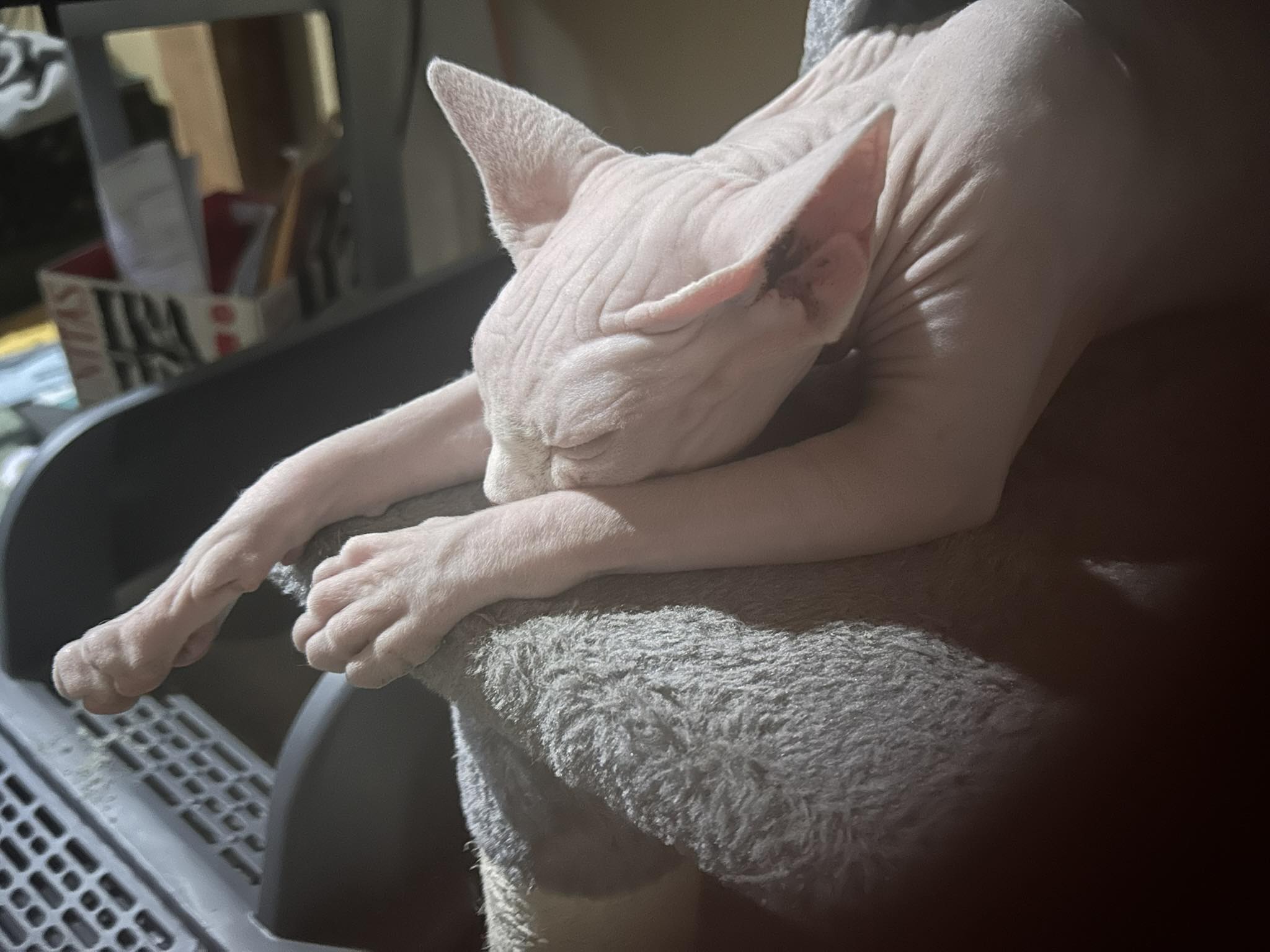 What'S the Best Pet Insurance to Have for Cat: Top Picks