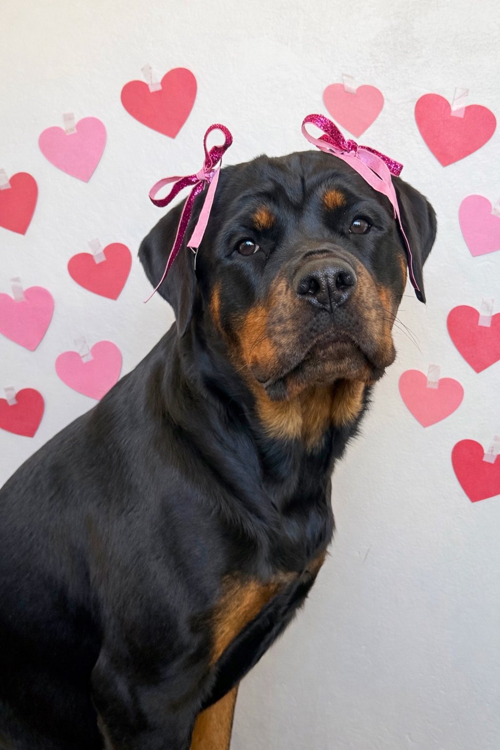 Valentine's Day photoshoot with a Rottweiler