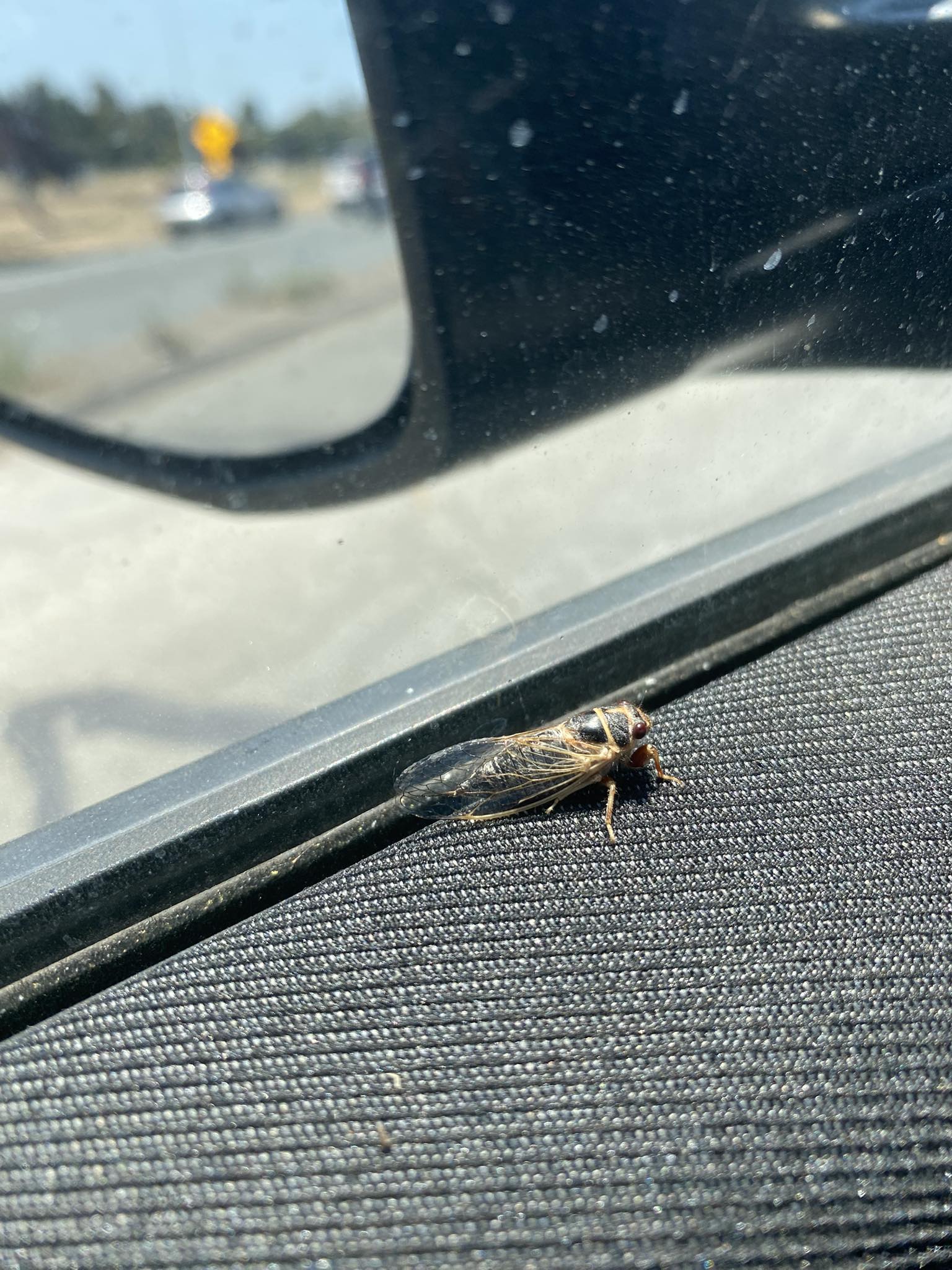 What is this bug that flew into my car in Pleasant Hill, CA?