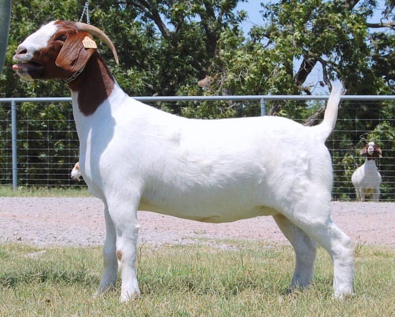 Lot#33 WENT 22573 Feeding Frenzy X Mad Martin Whether bred donor