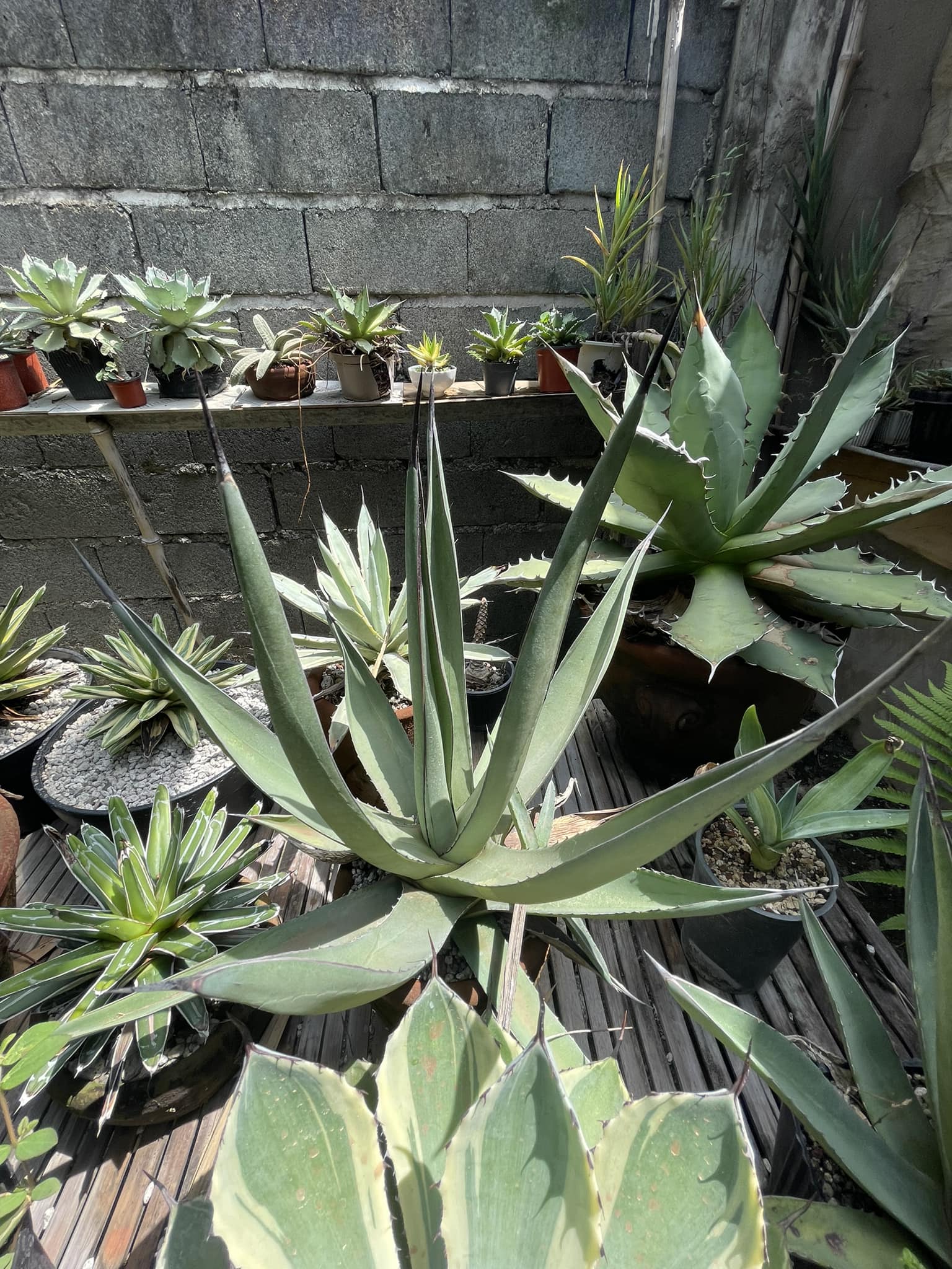 Agave Nigra 