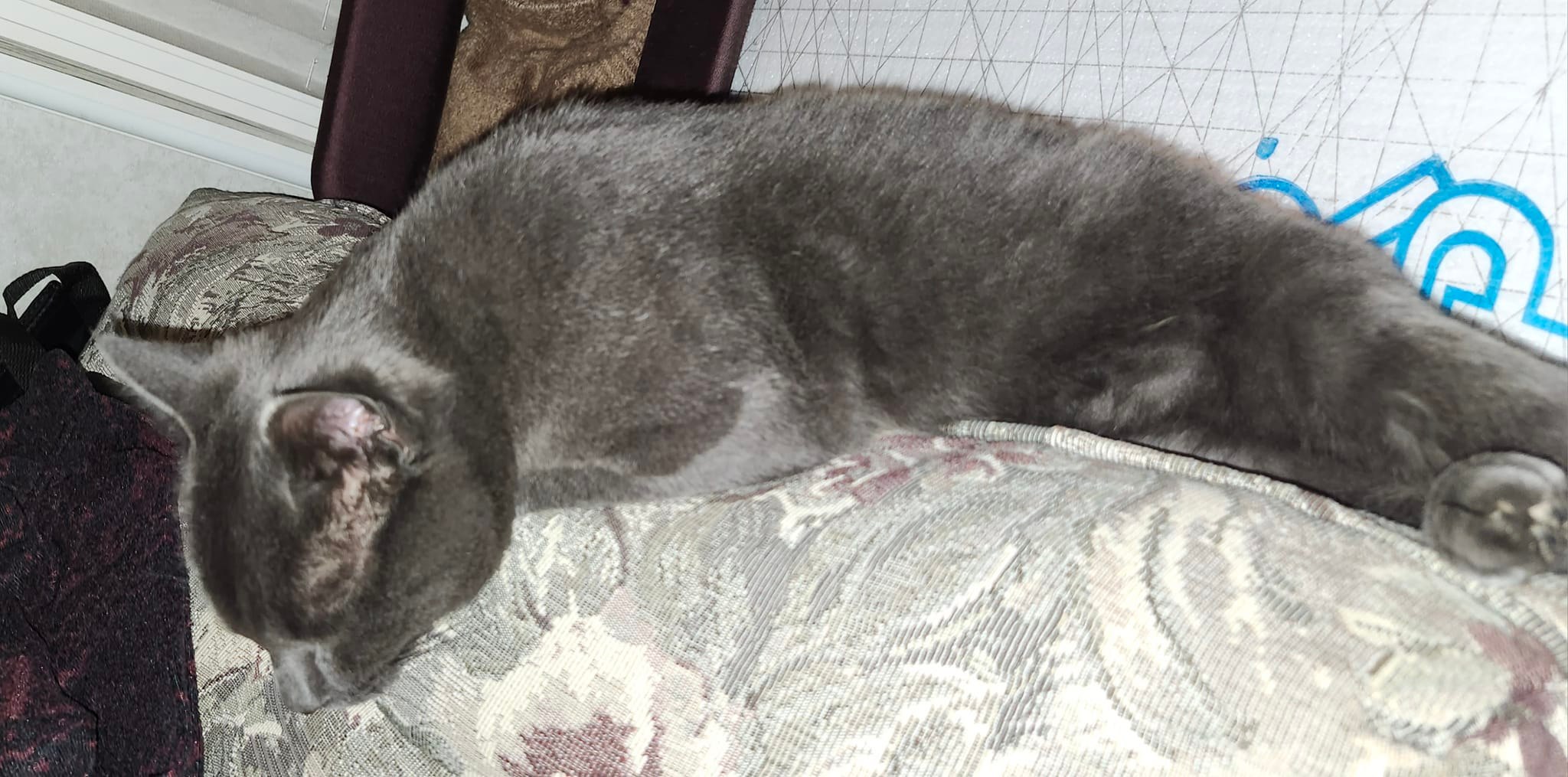 My cat sleeping after a late-night fly-hunting adventure
