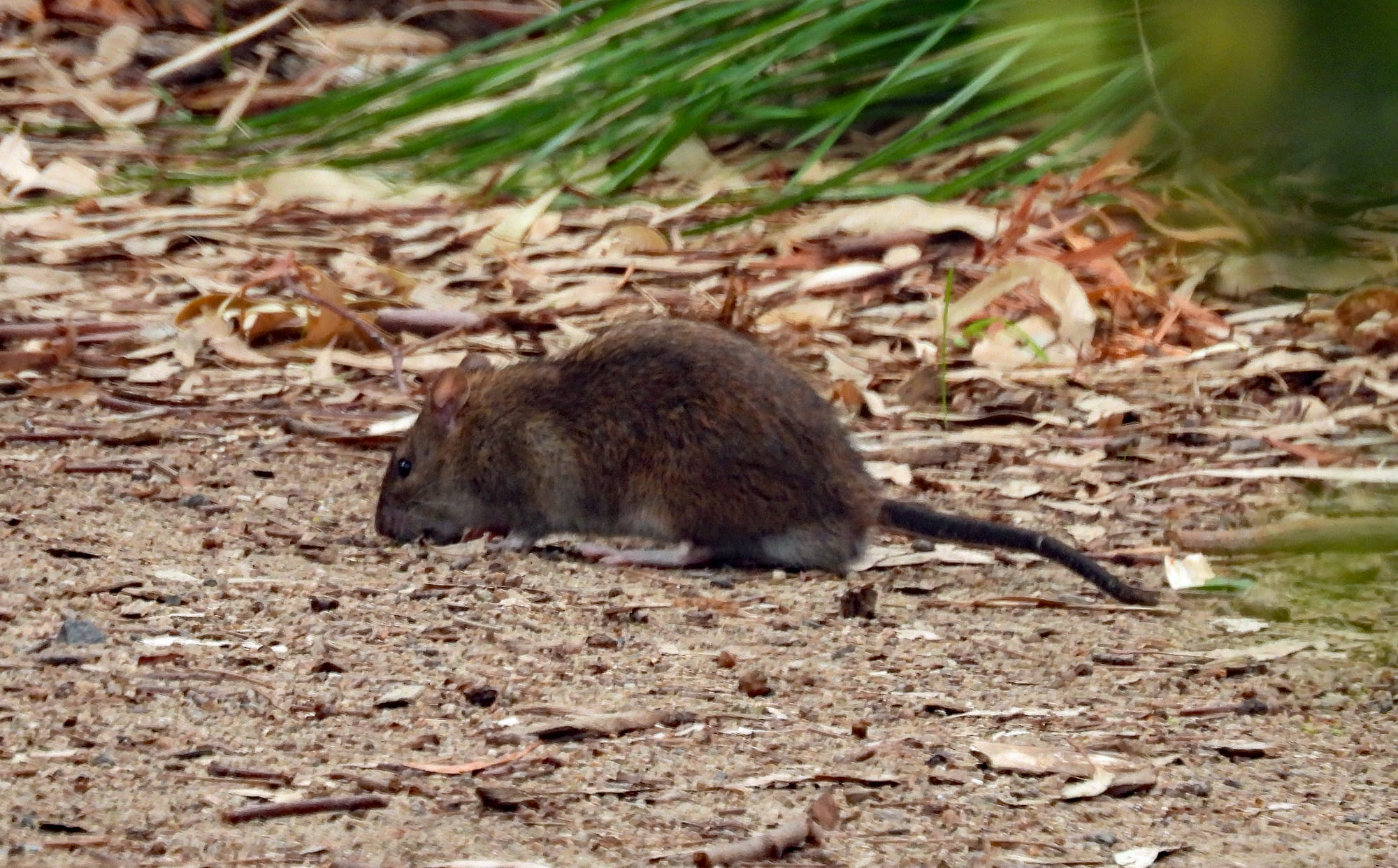 Field Naturalists Club of Victoria Inc [www.fncv.org.au] | Wanting to ...