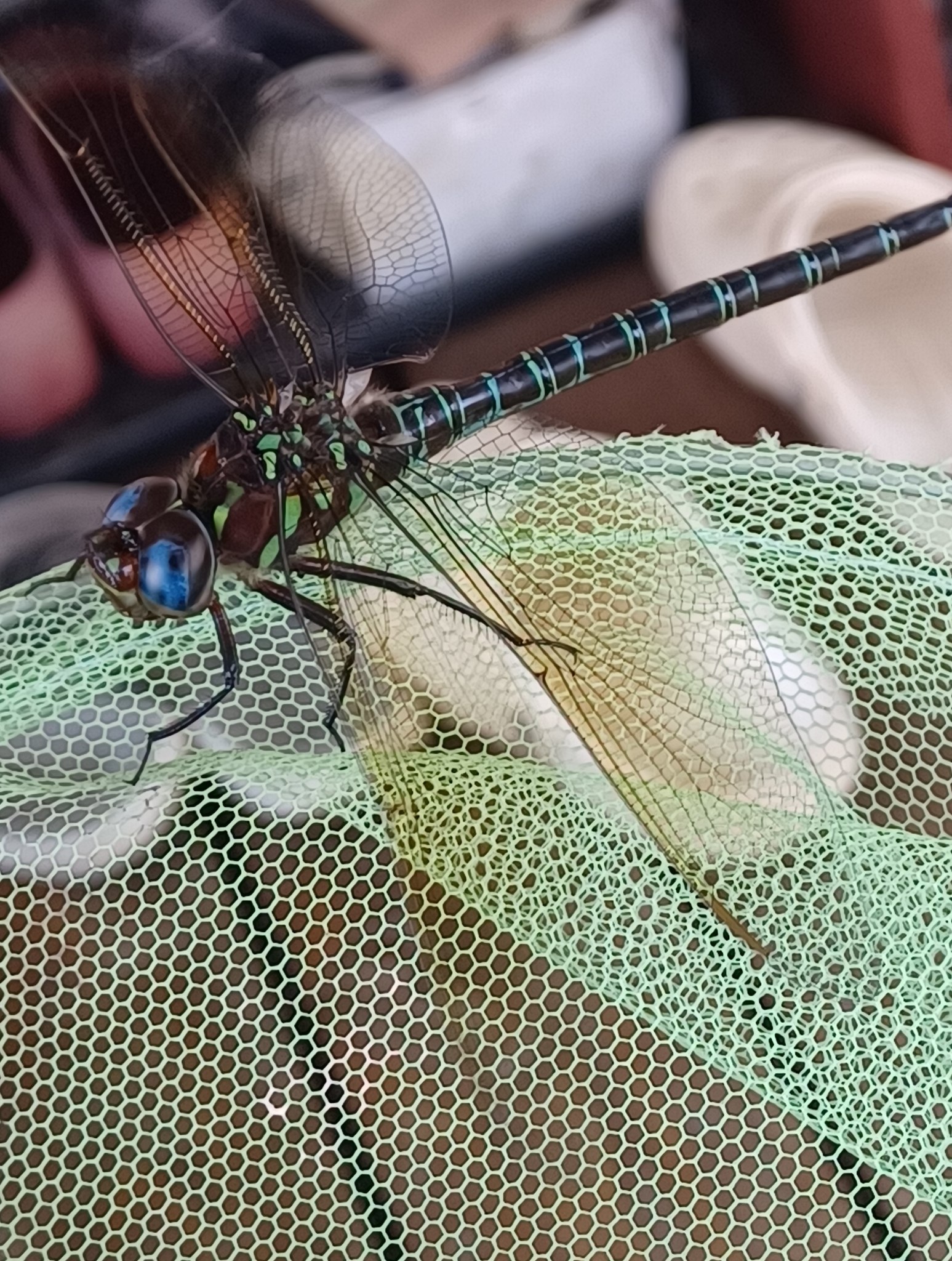 Identifying a large dragonfly with 5