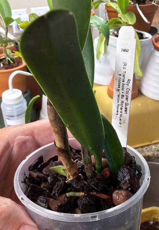 Found bag babies at Home Depot