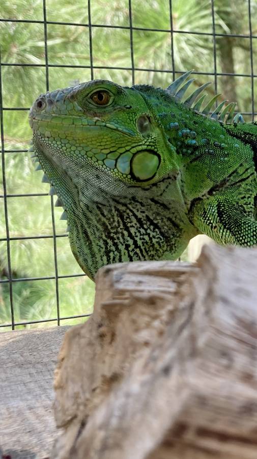 Turquoise iguana for rehoming in Smithville, TX