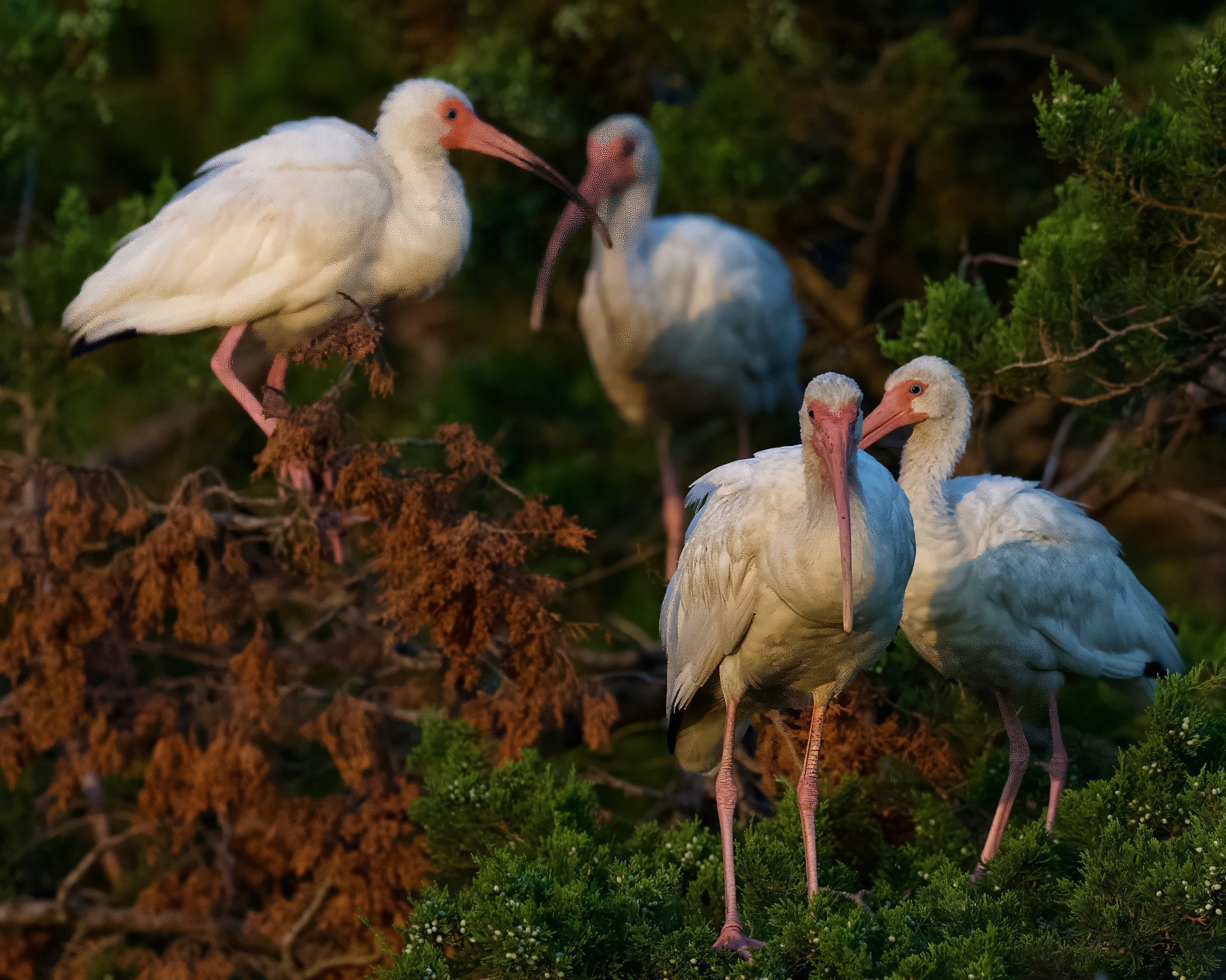 Ibis at Oceanville nj 7/22/26