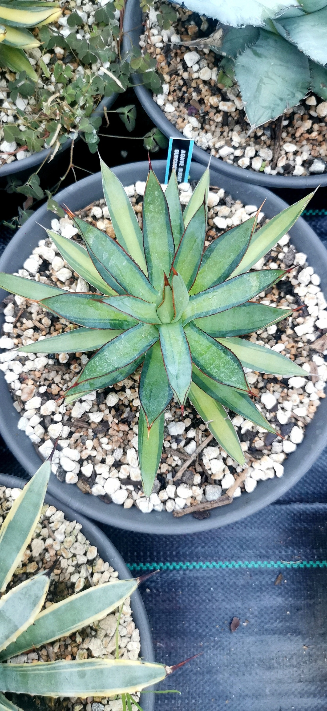 Agave Burnt Burgundy different variegation