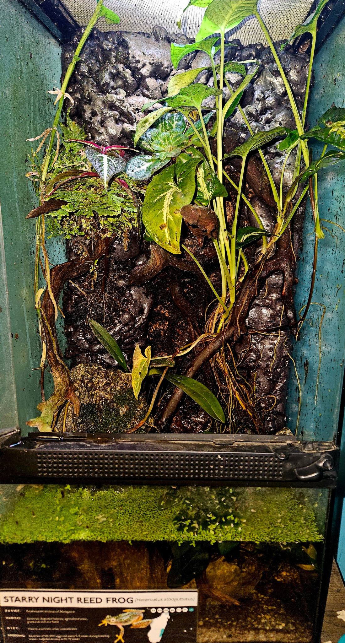 Best Frogs for Paludarium