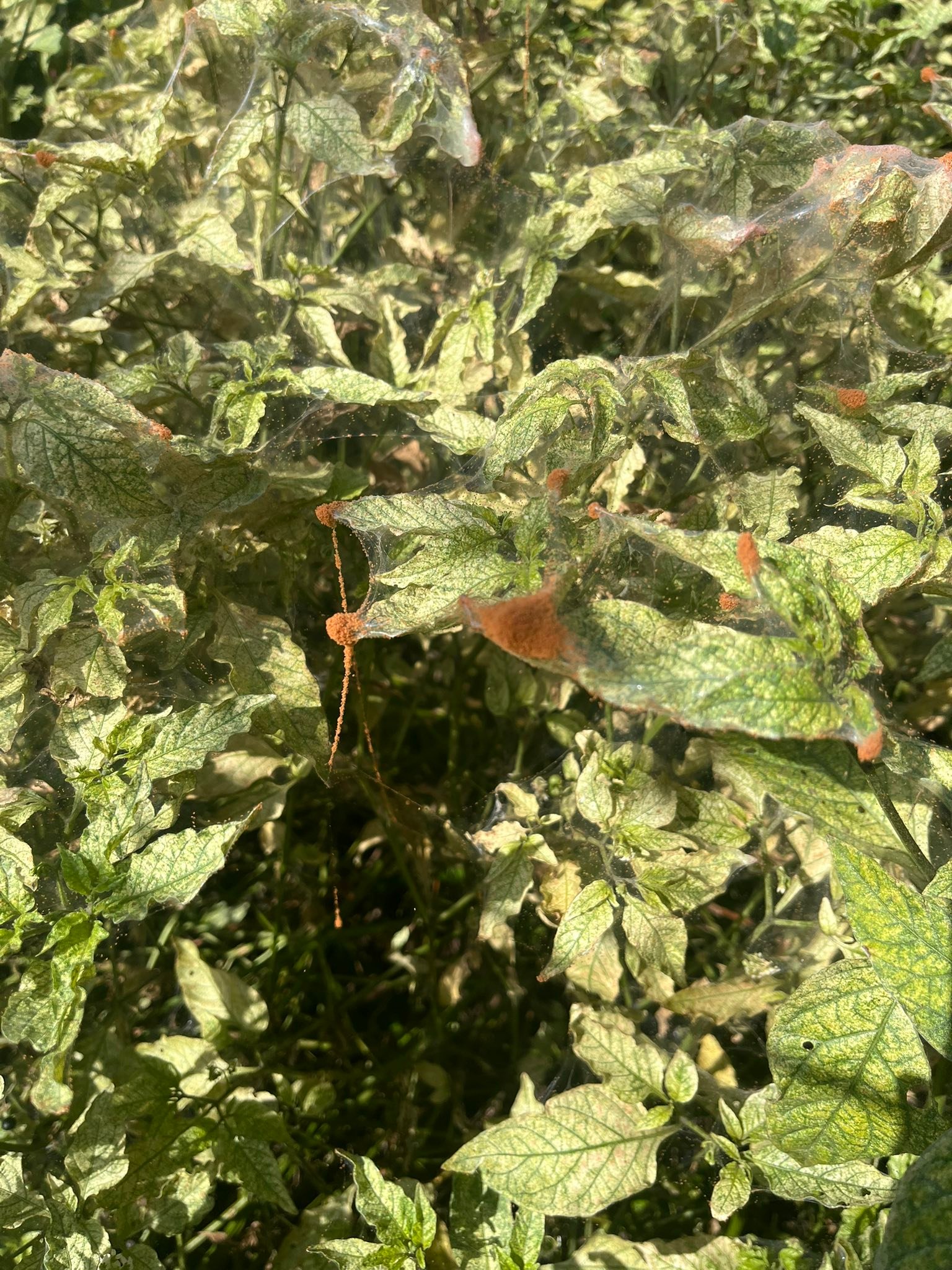 Anyone know what this orange fuzz is? It's on a patch of weeds