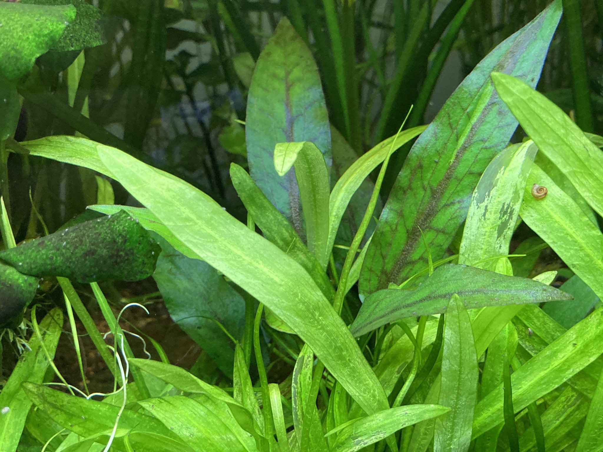 cryptocoryne esquerionii different spathe