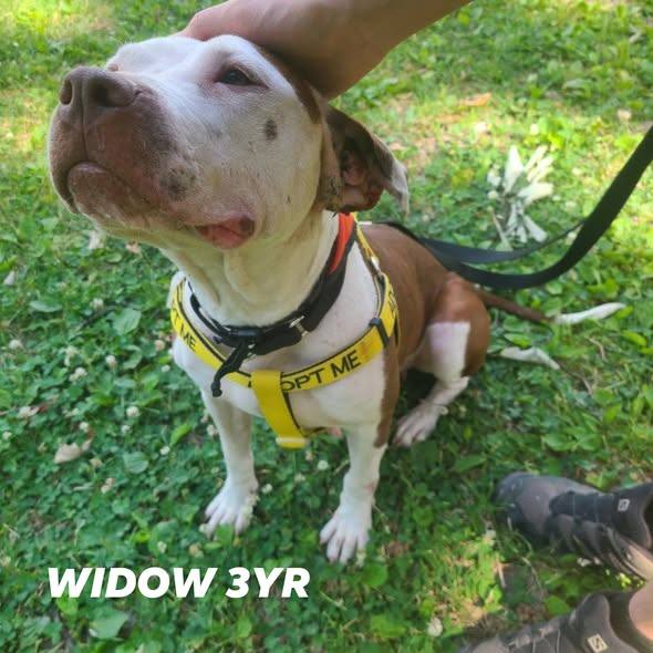 Save Widow and Peach dogs from euthanasia at ACCT Philly