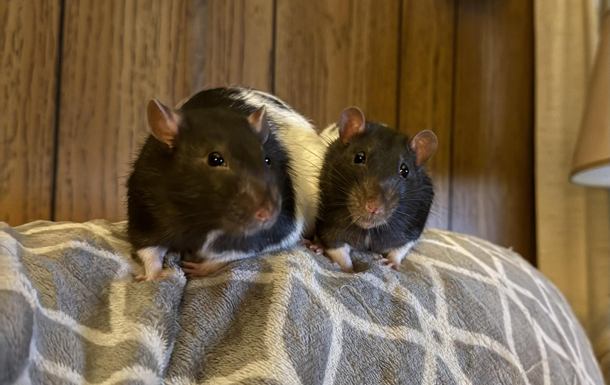 Everything Rats | How many rat can comfortably live in a single critter ...