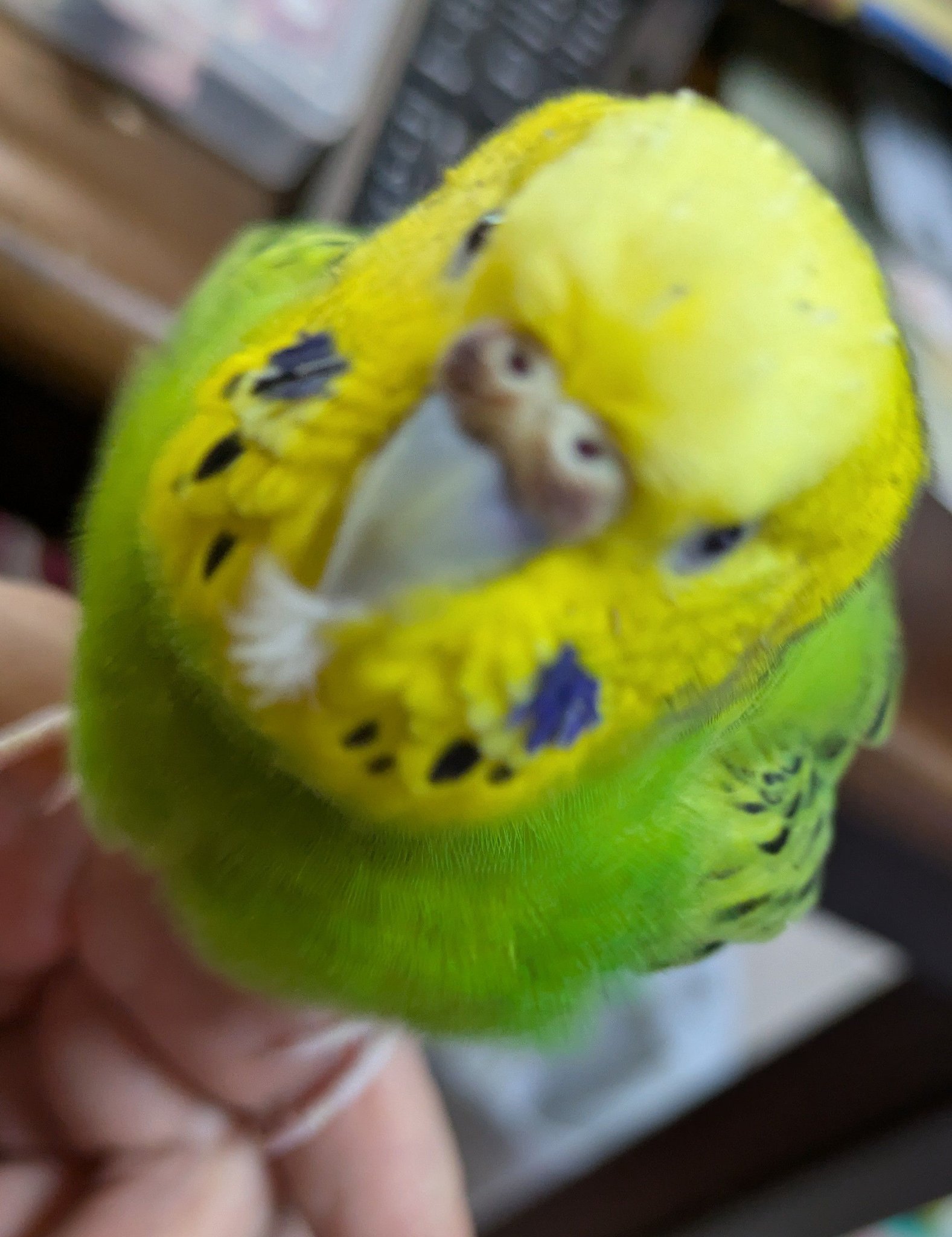 インコ大好き様♡ページ2点まとめ インコ大好き様♡ページ2点まとめ