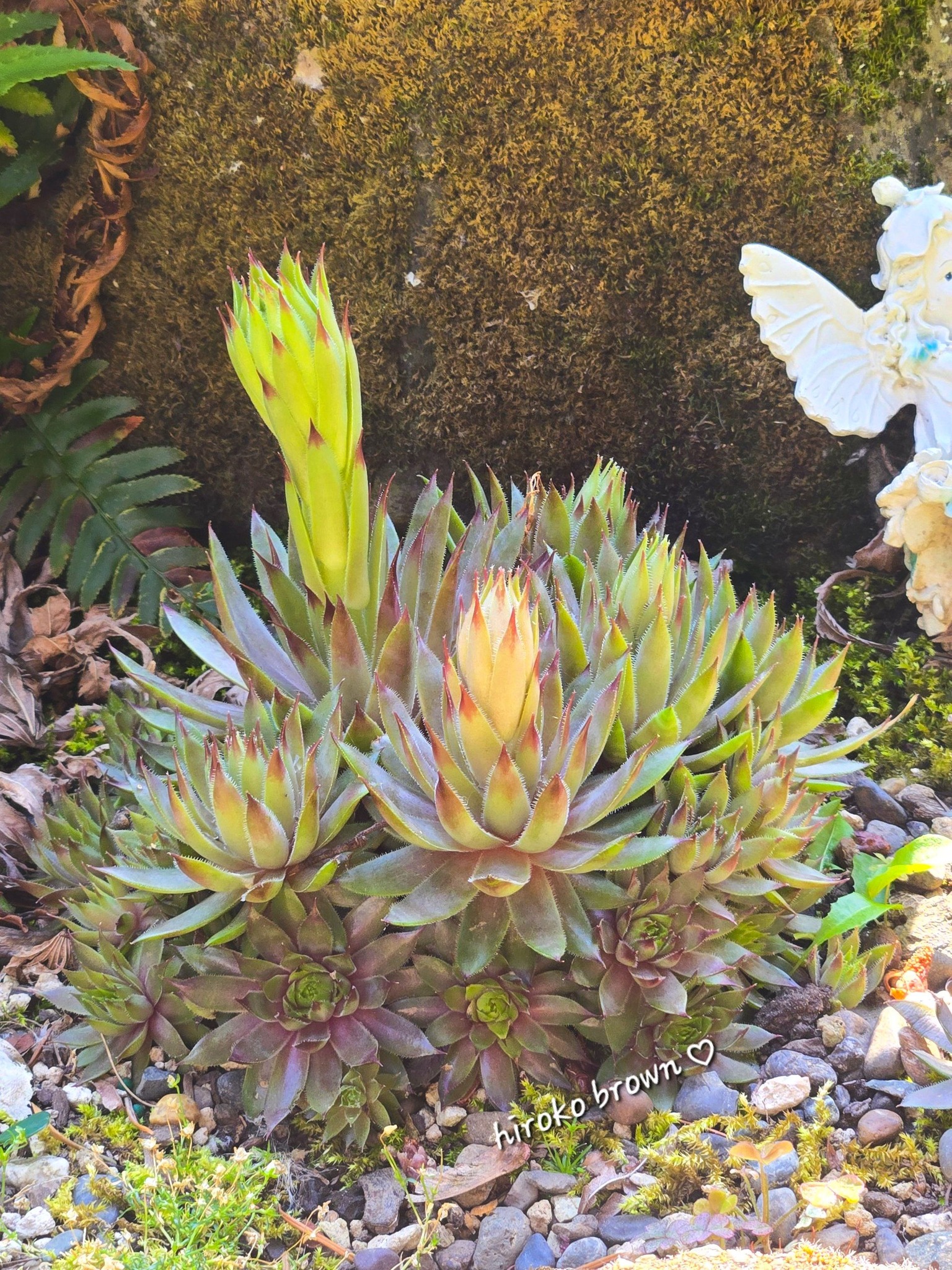地植え センペルビウム