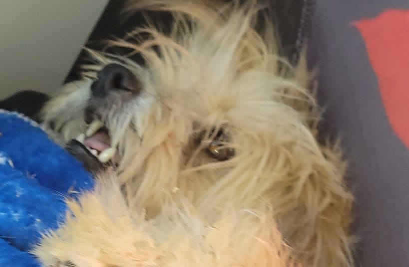 Deceased black and white dog found on Escondido Drive