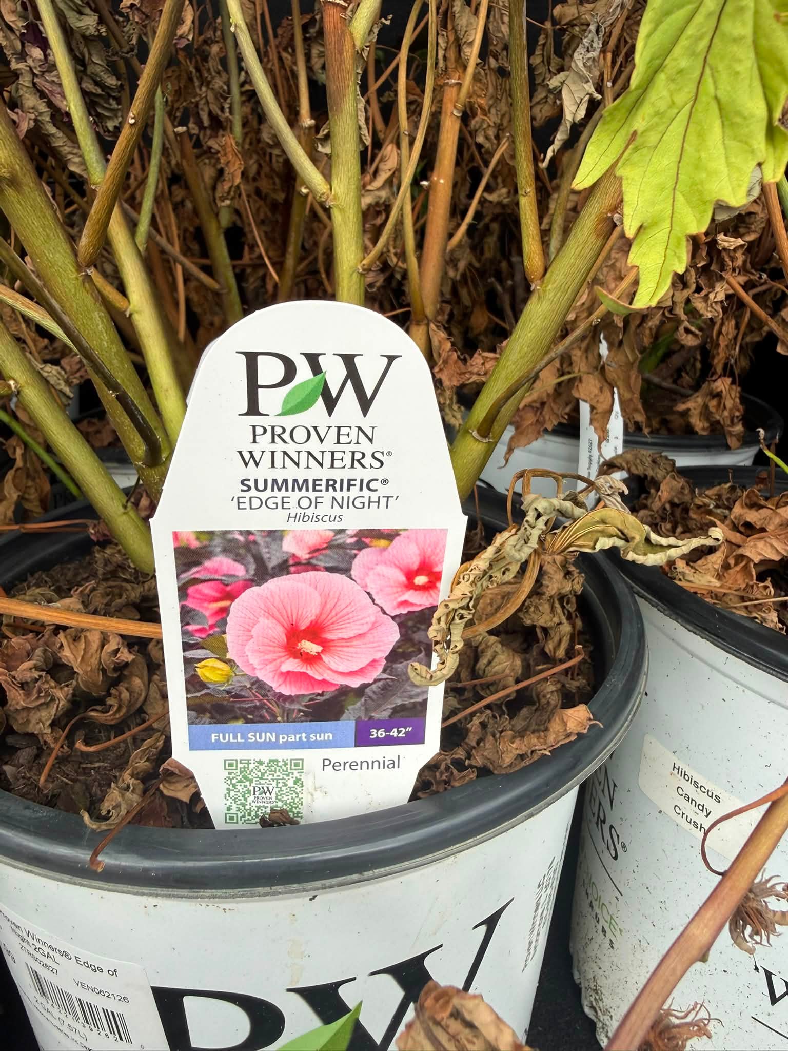 Hibiscus plants on clearance at Tractor Supply