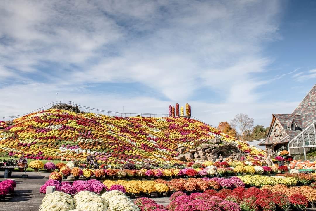 Mum mound in SchwenksvilleOtts Exotic plants