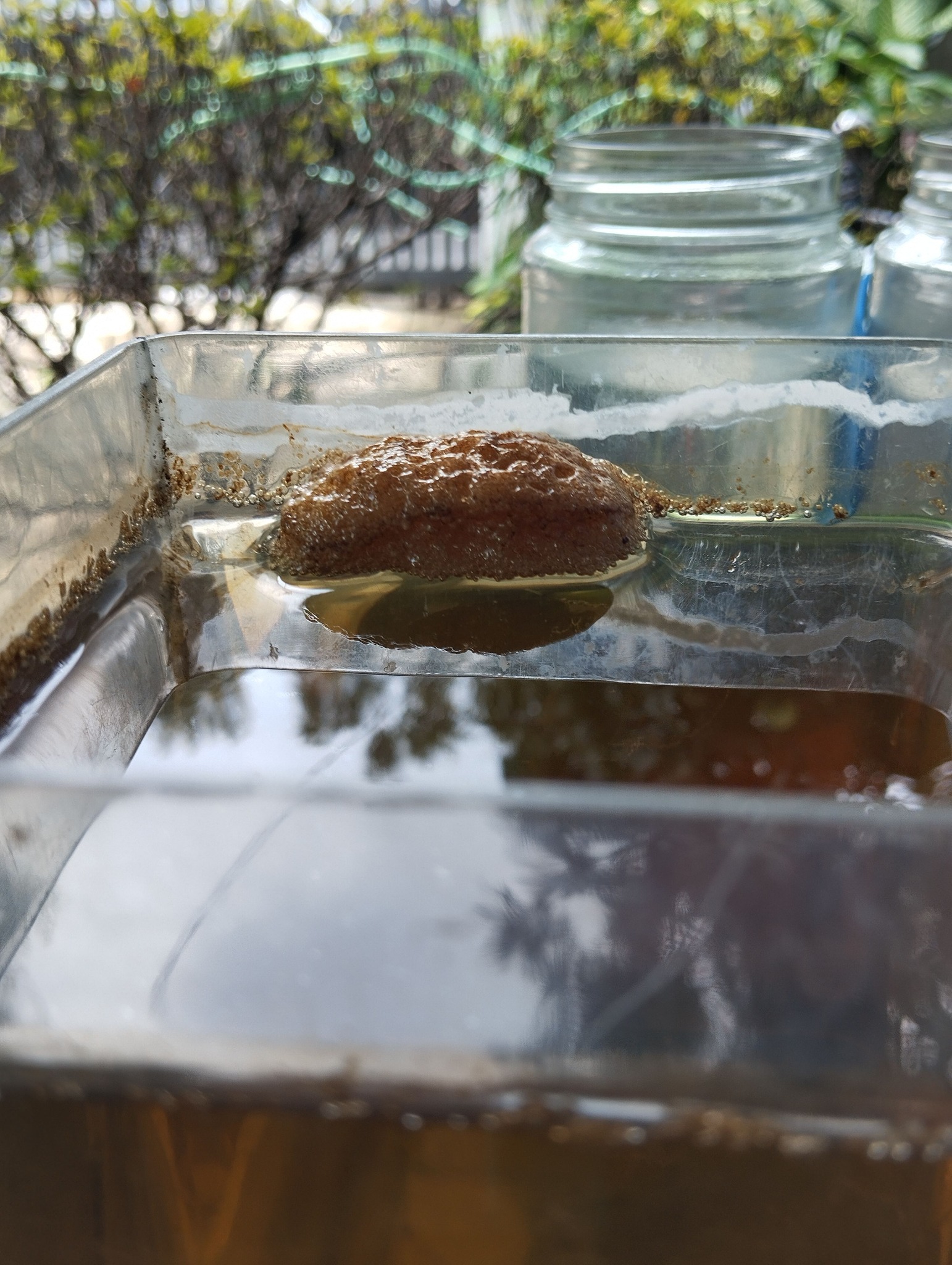 Gigi Fish Farm