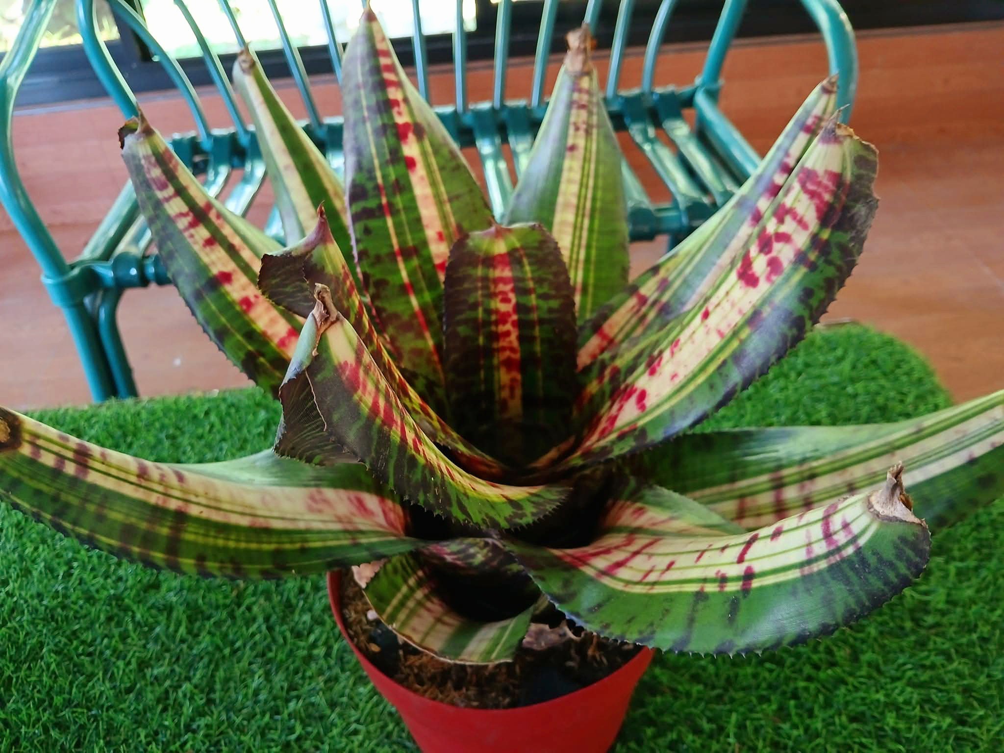 neoregelia #skotak SNAKE CHARMER