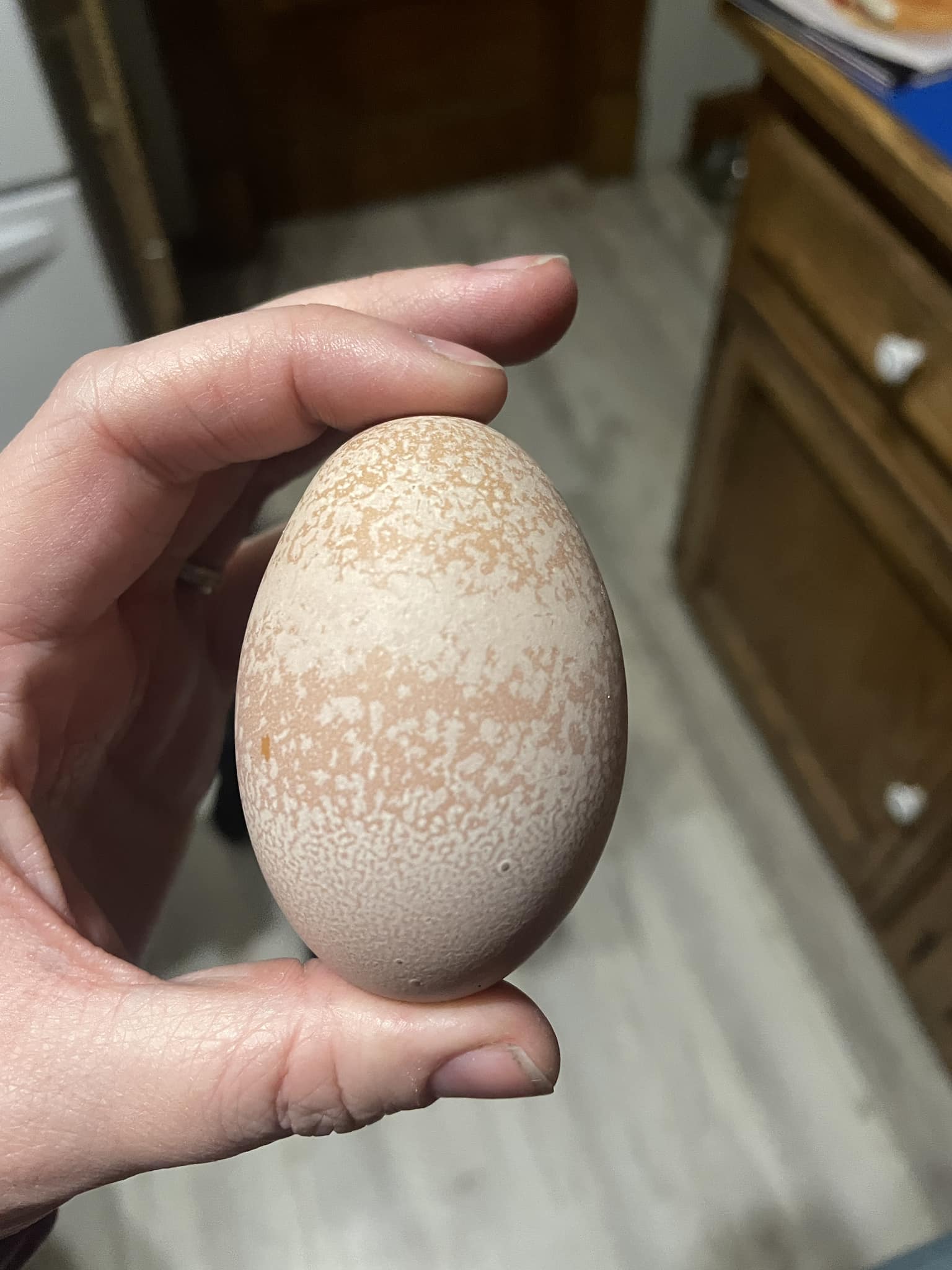 What type of large egg is found near iris plant and pine tree?