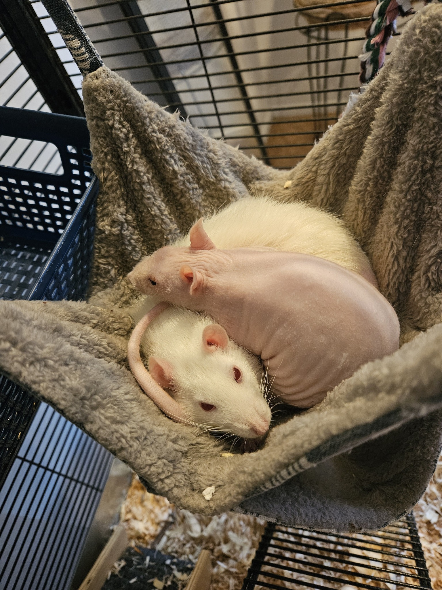 Is it okay to cover a rat cage with a towel?