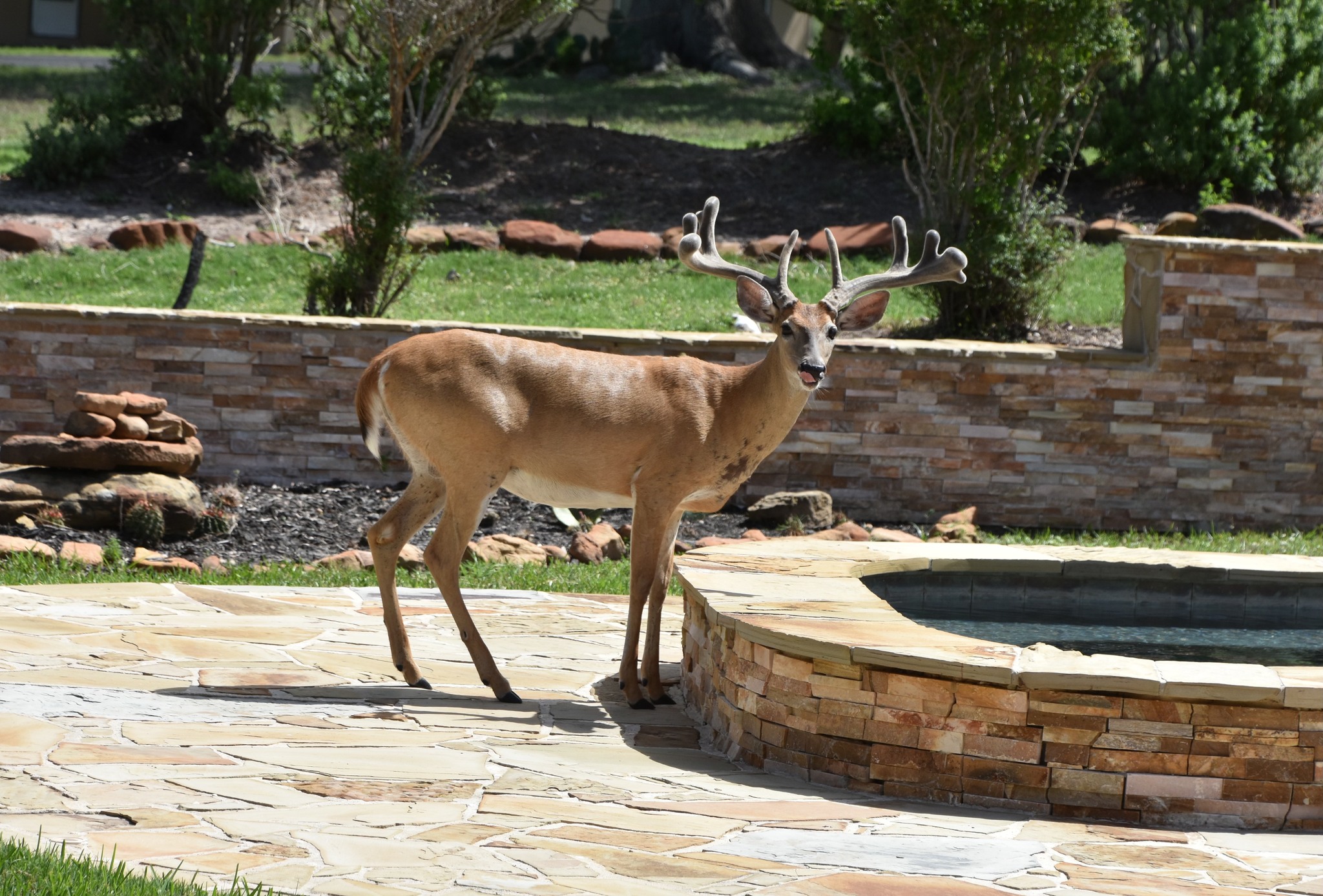 Texas Big Bucks - JAG Ranch - www.TexasBigBucks.com | Mineral TX