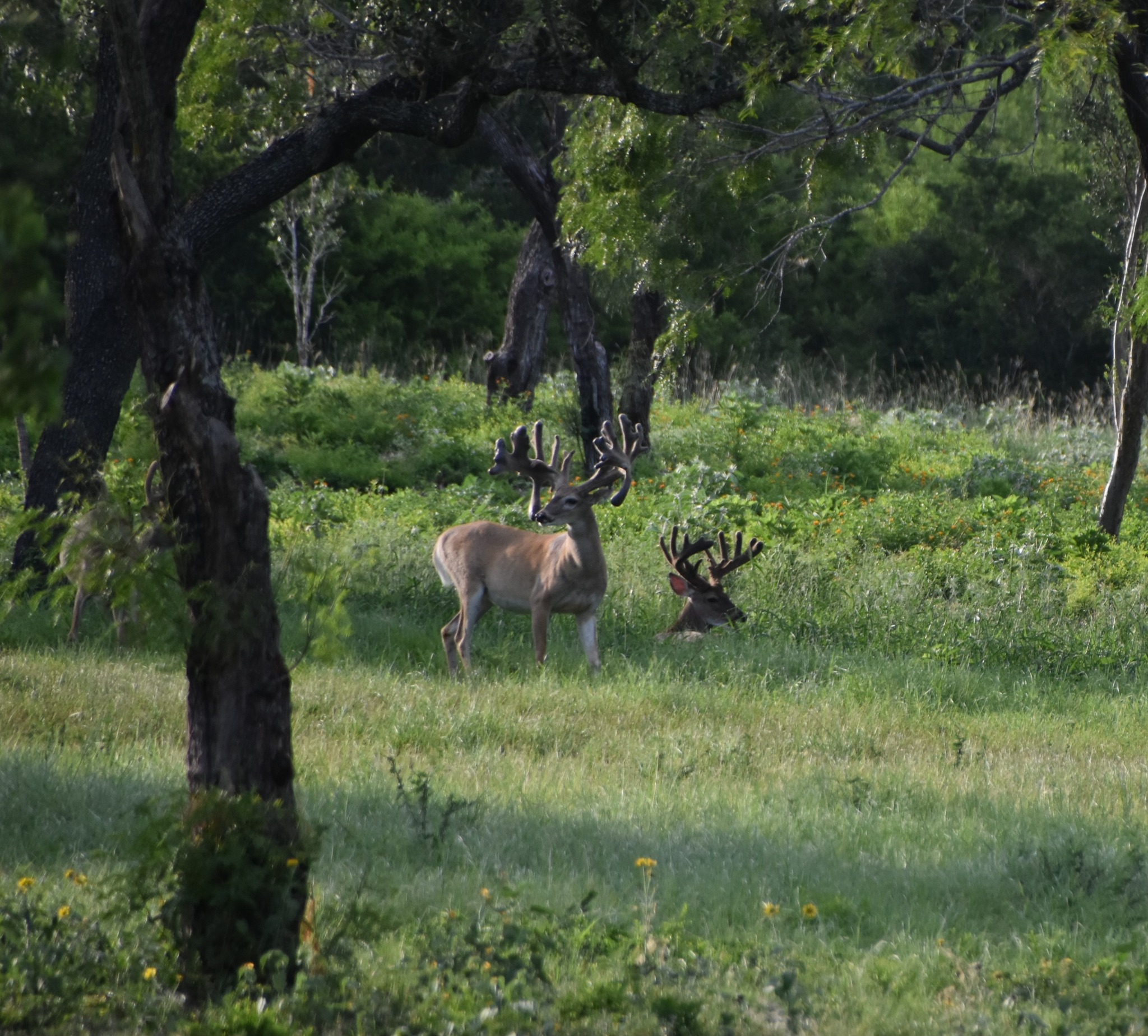 Texas Big Bucks - JAG Ranch - www.TexasBigBucks.com | Mineral TX