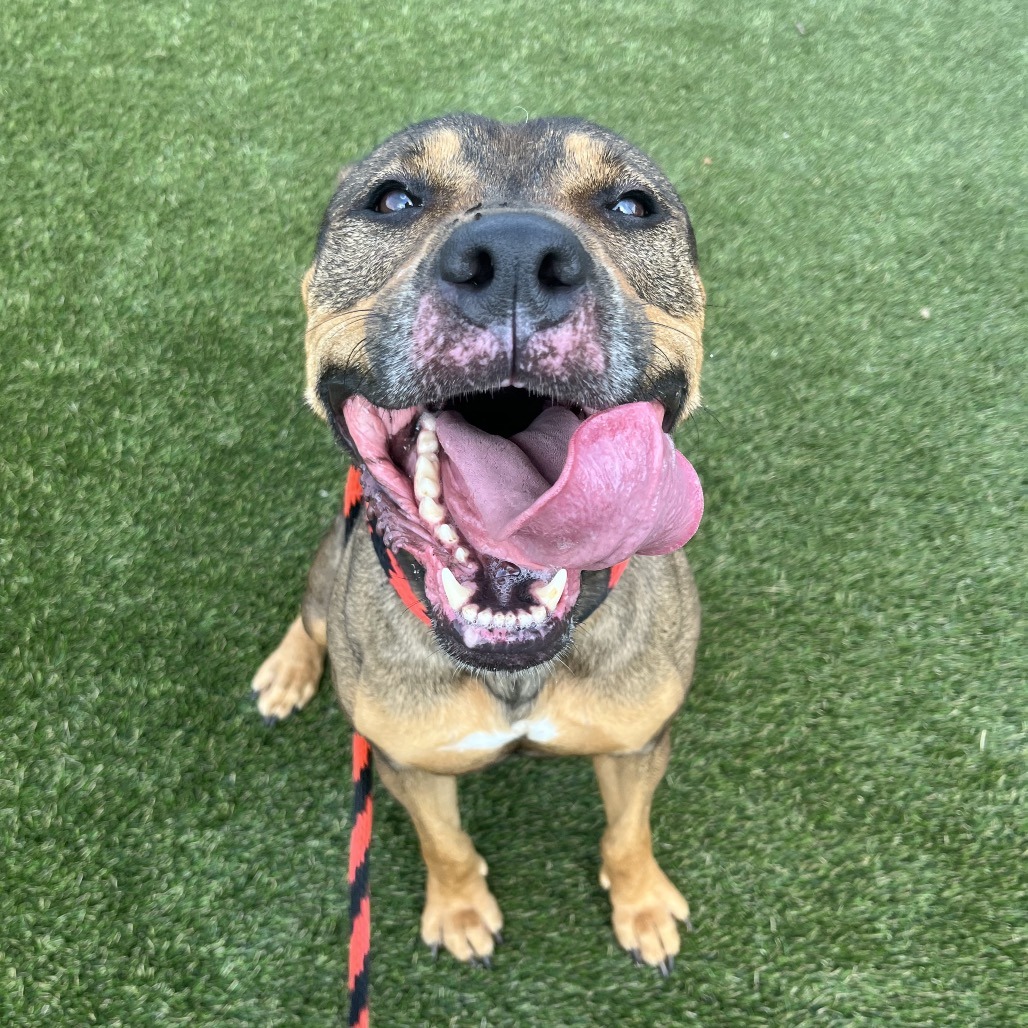 Foster or rescue Honey Buns, a 4-year-old female Pit Bull mix at