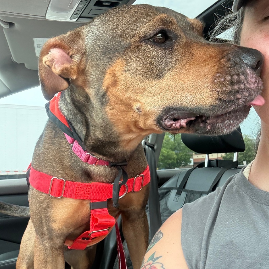 Attitude その他 Foster or rescue Honey Buns, a 4-year-old female Pit Bull mix at