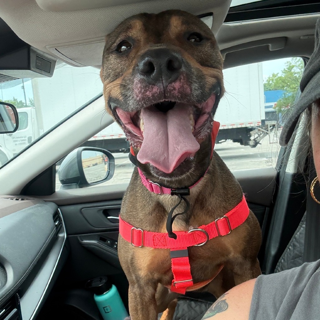 Foster or rescue Honey Buns, a 4-year-old female Pit Bull mix at