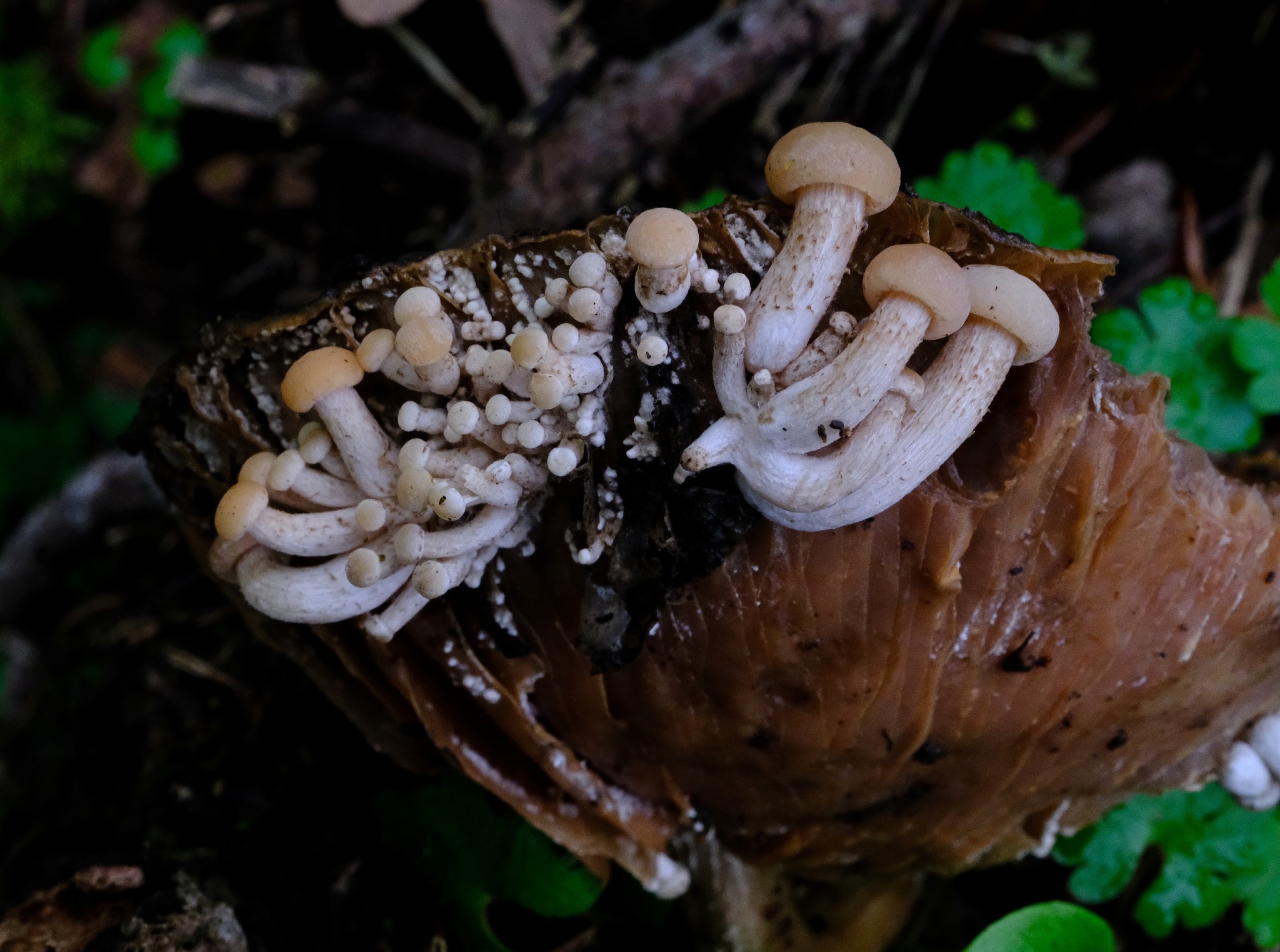 What is this tiny orange fungus on a rotten log?