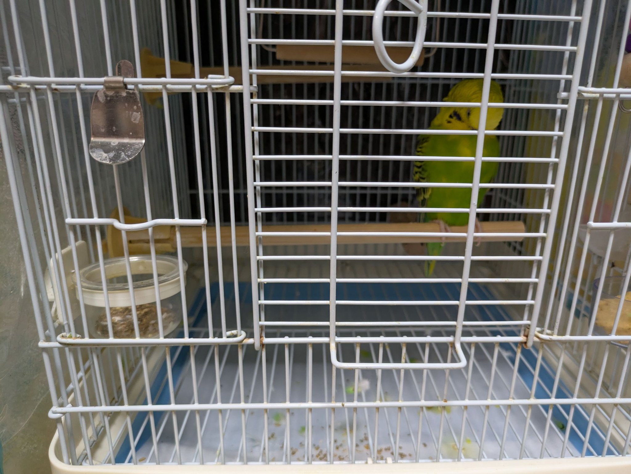 インコが大好き | Facebook