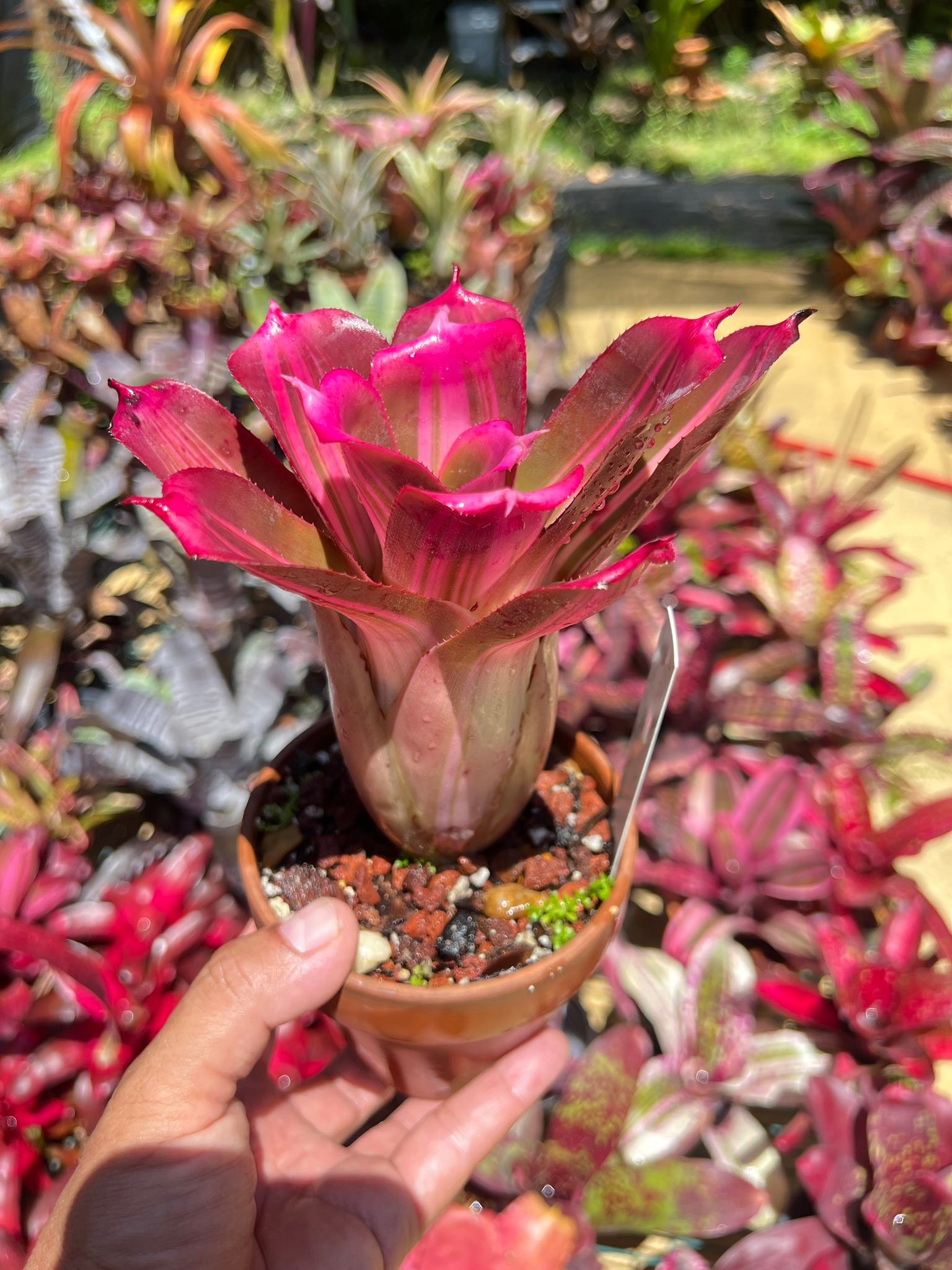 Neoregelia bahiana 'Carly' by Jose R Gonzalez