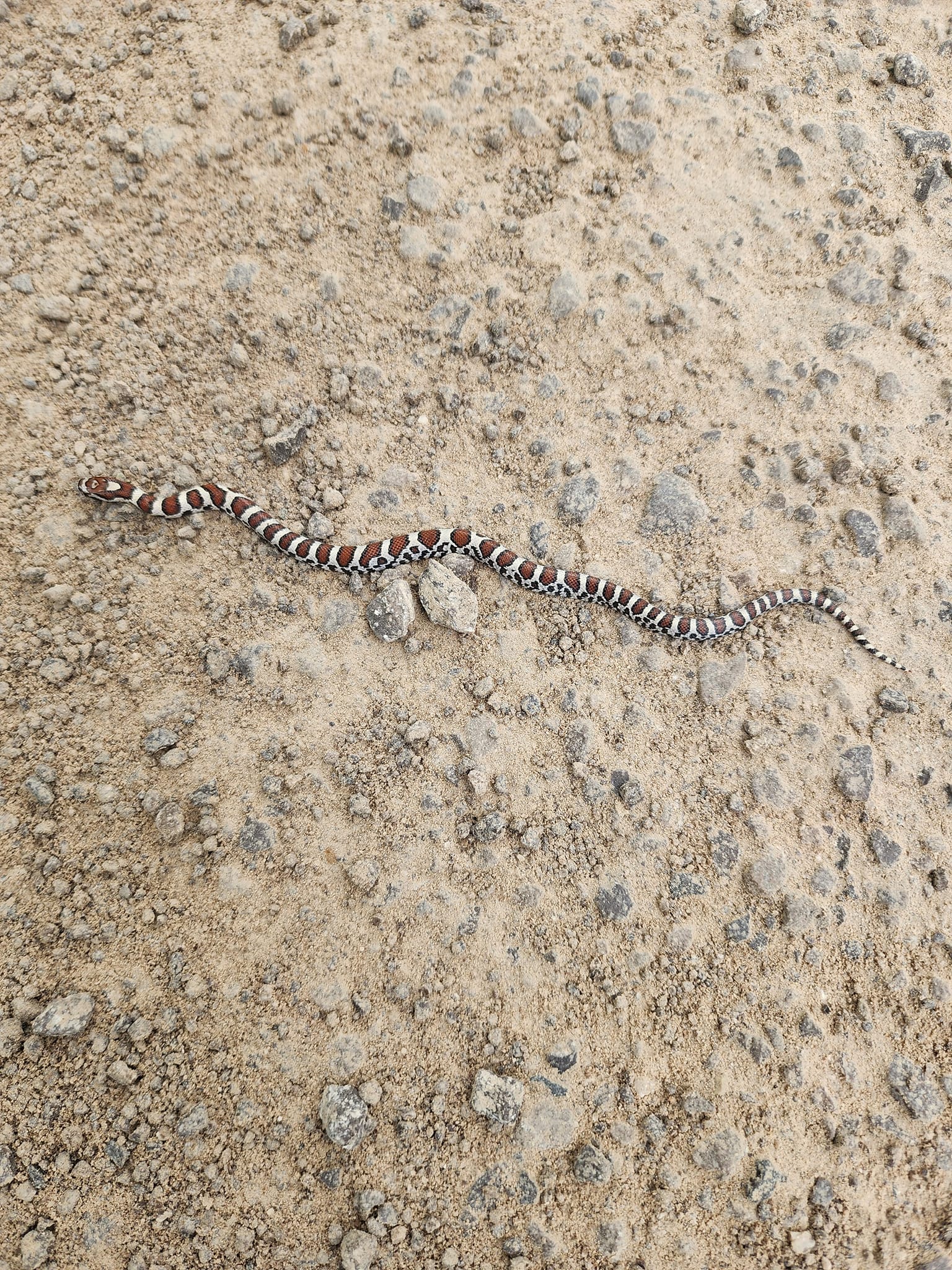 What kinda snake is this? Saw it walking my dog yesterday 😯
