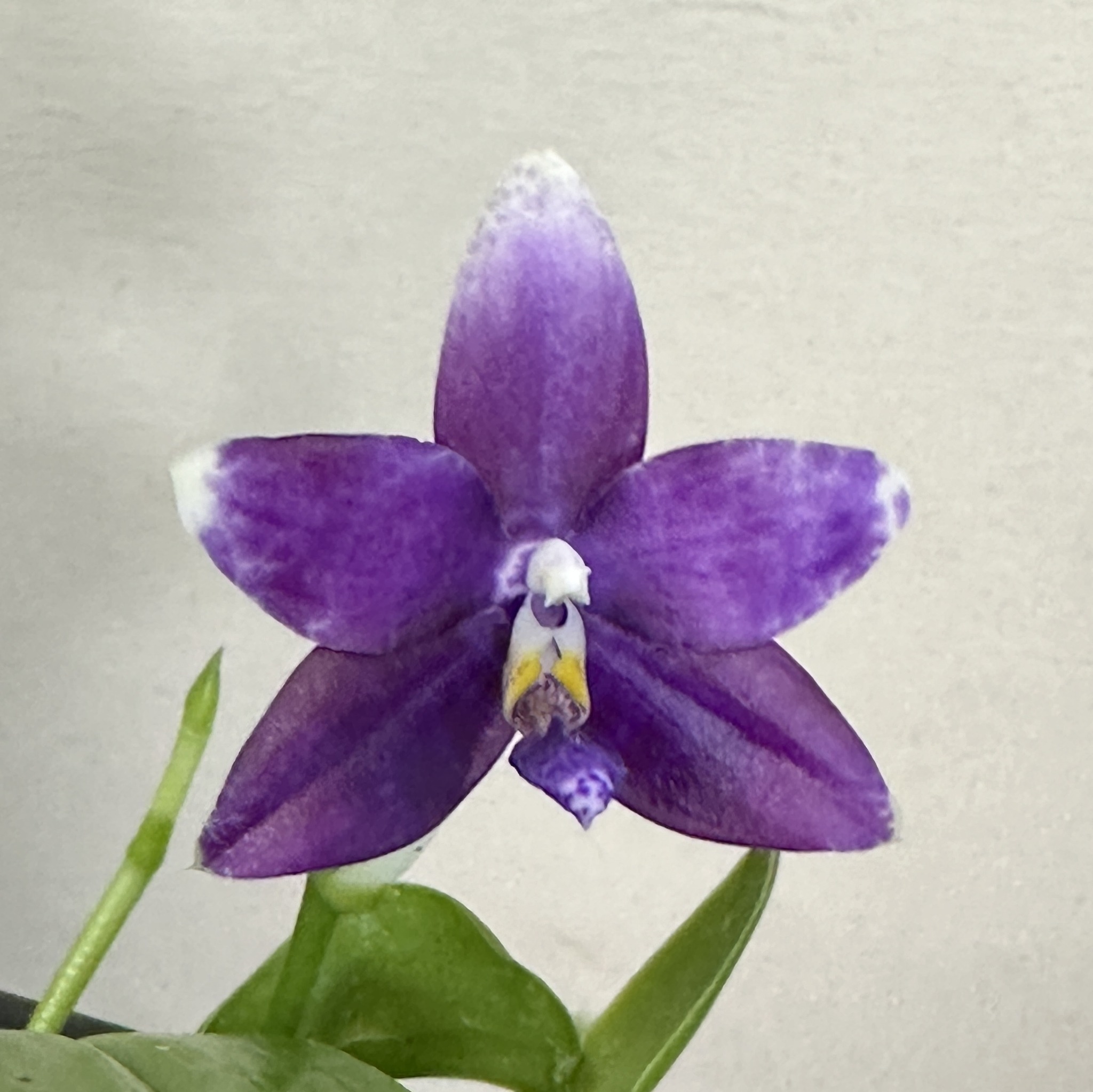 Phal. Lioulin Blue Parrot orchid blooms