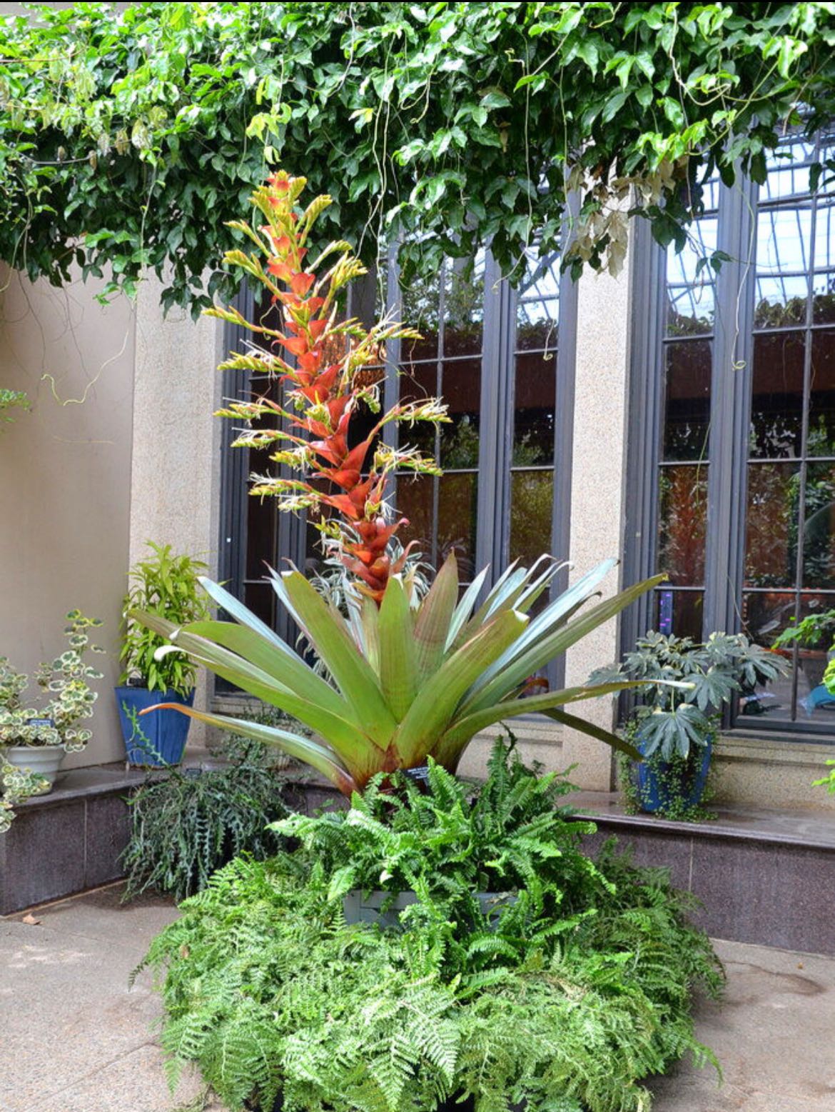 Alcantarea Sunshine is a real showstopper in my tropical gardens