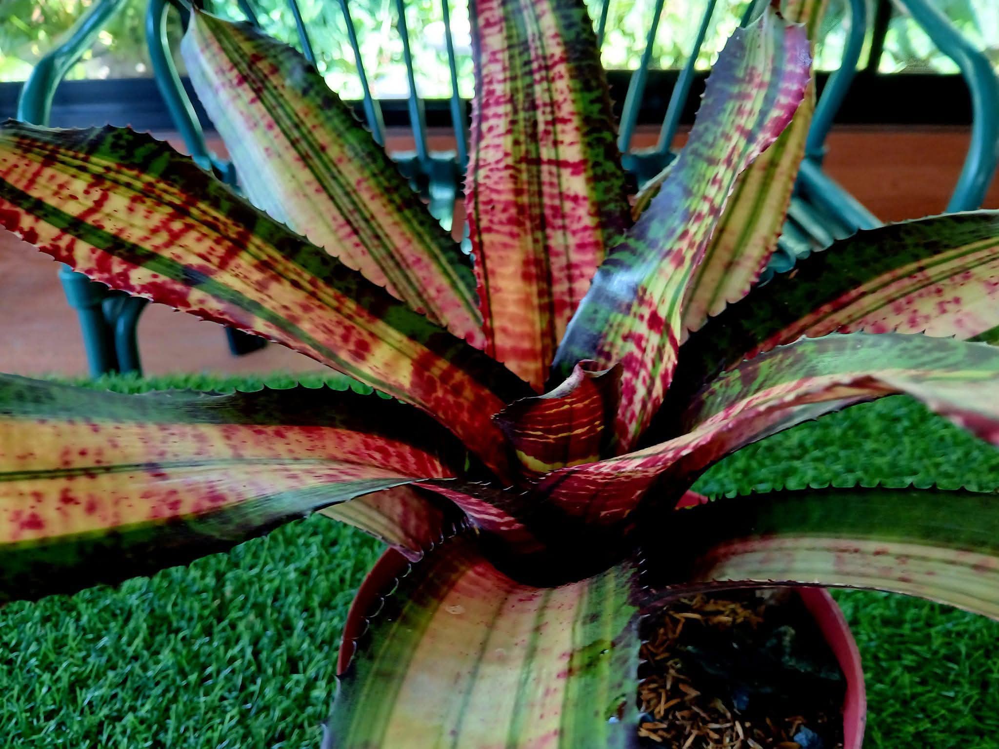 neoregelia BLACK OPAL VAR