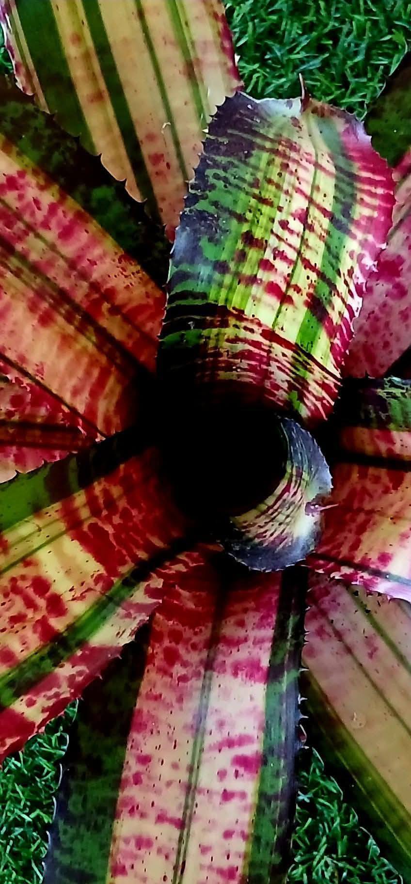 neoregelia BLACK OPAL VAR