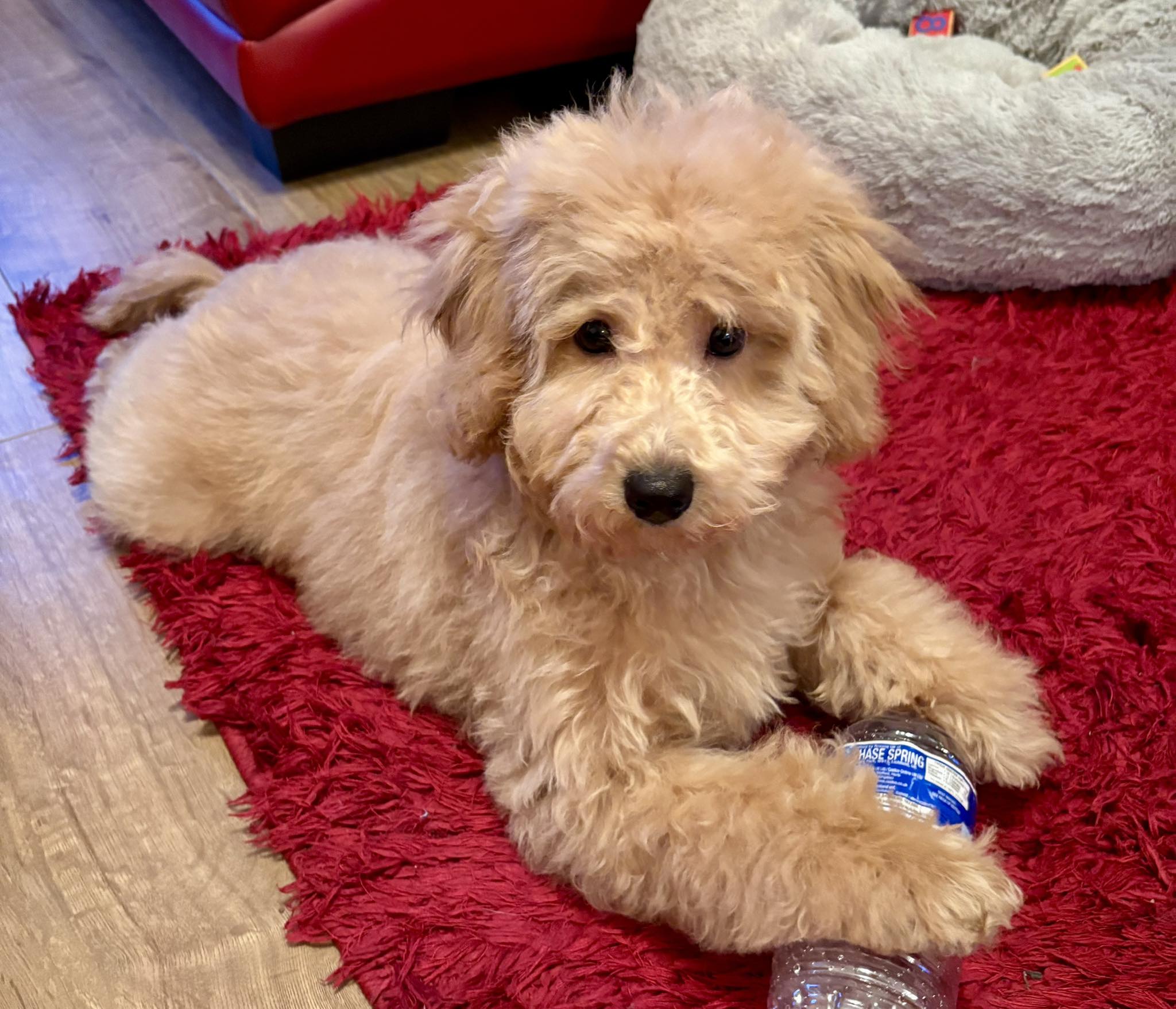 Cockapoo Owners | Who does everyone use for pet insurance | Facebook