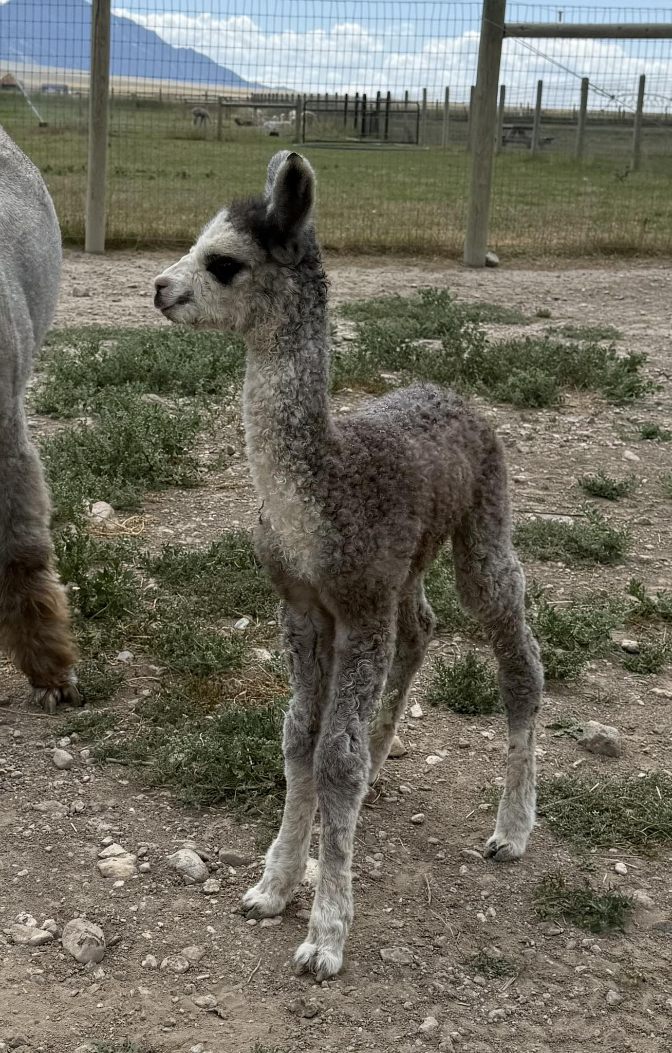 Calpaca - California Alpaca Association | Facebook