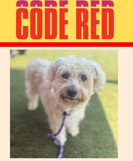 Timestamped dogs at ACCT Philly including code red Luigi and